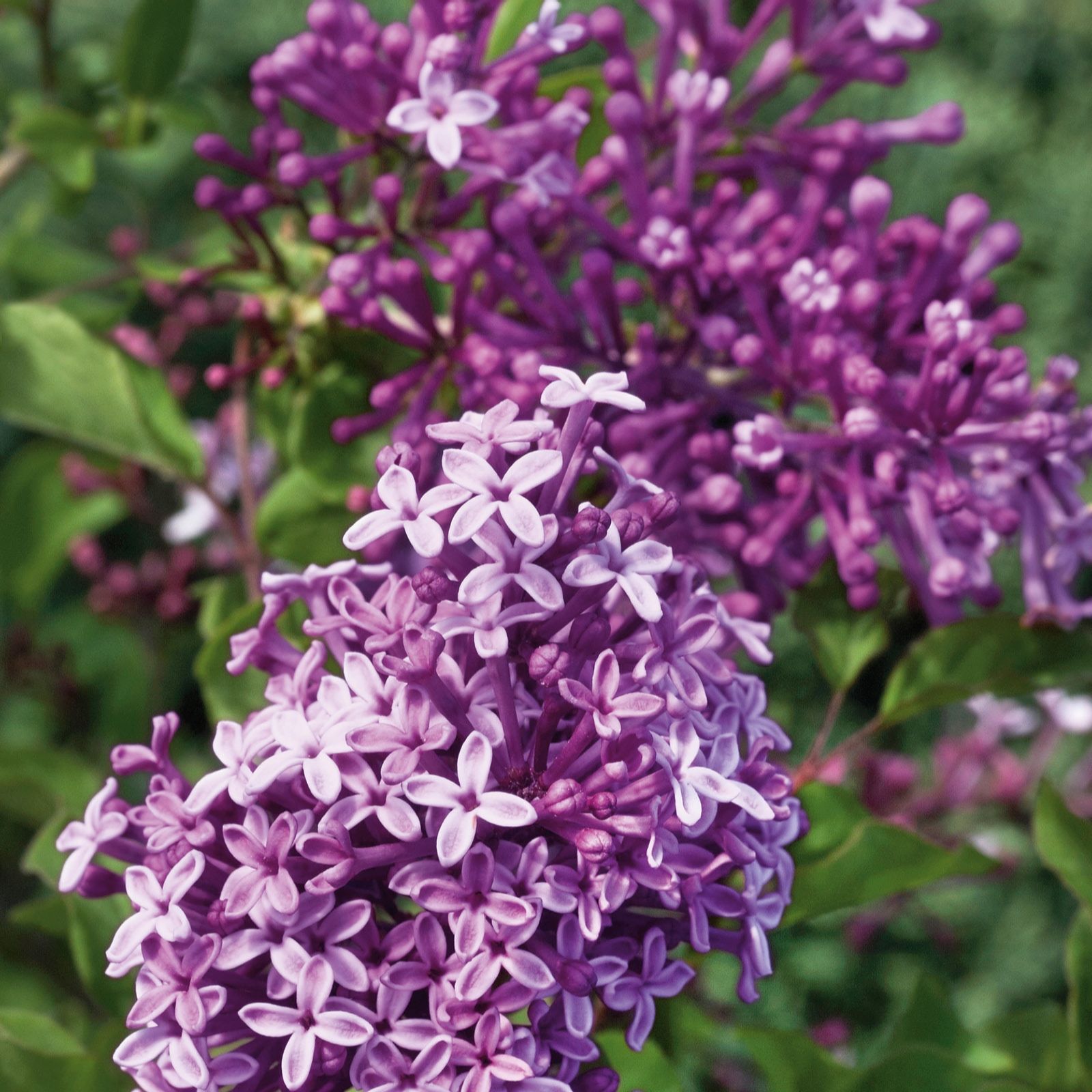 Plants2Gardens Syringa Bloomerange 4.5ltr