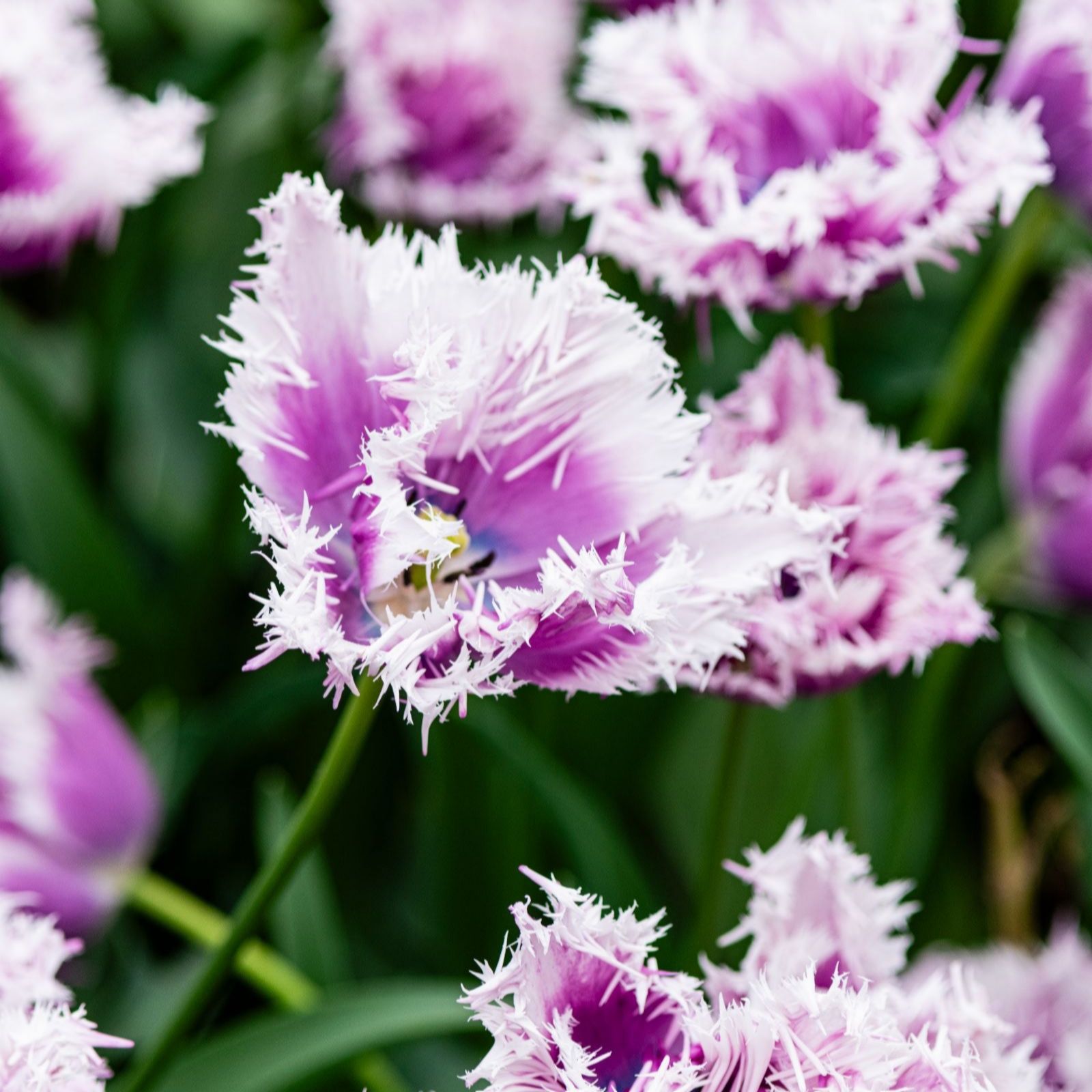 Thompson & Morgan Tulip Pink Cherry Frost Collection 16 Bulbs