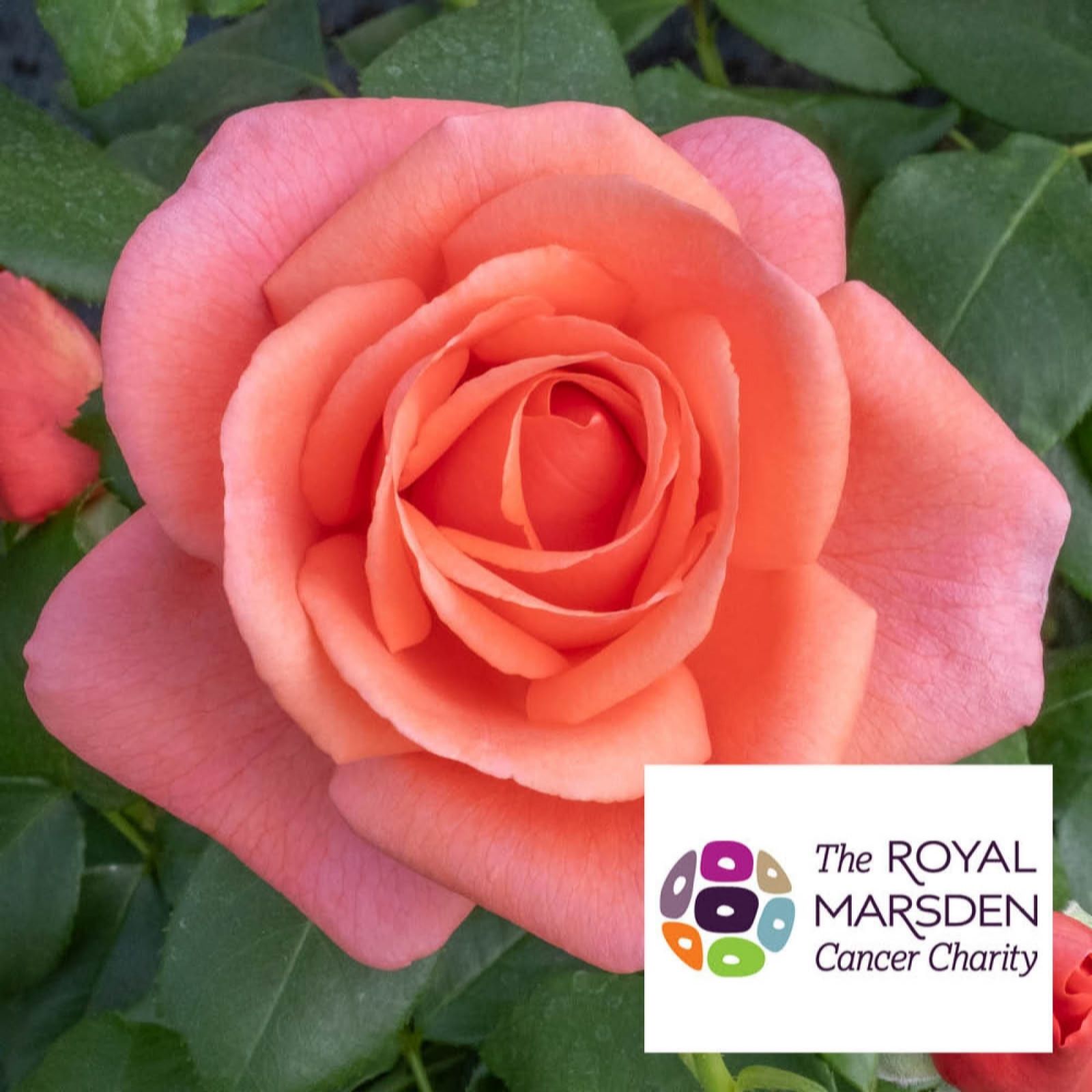 Harkness Roses 'Catherine's Rose' Bare Root