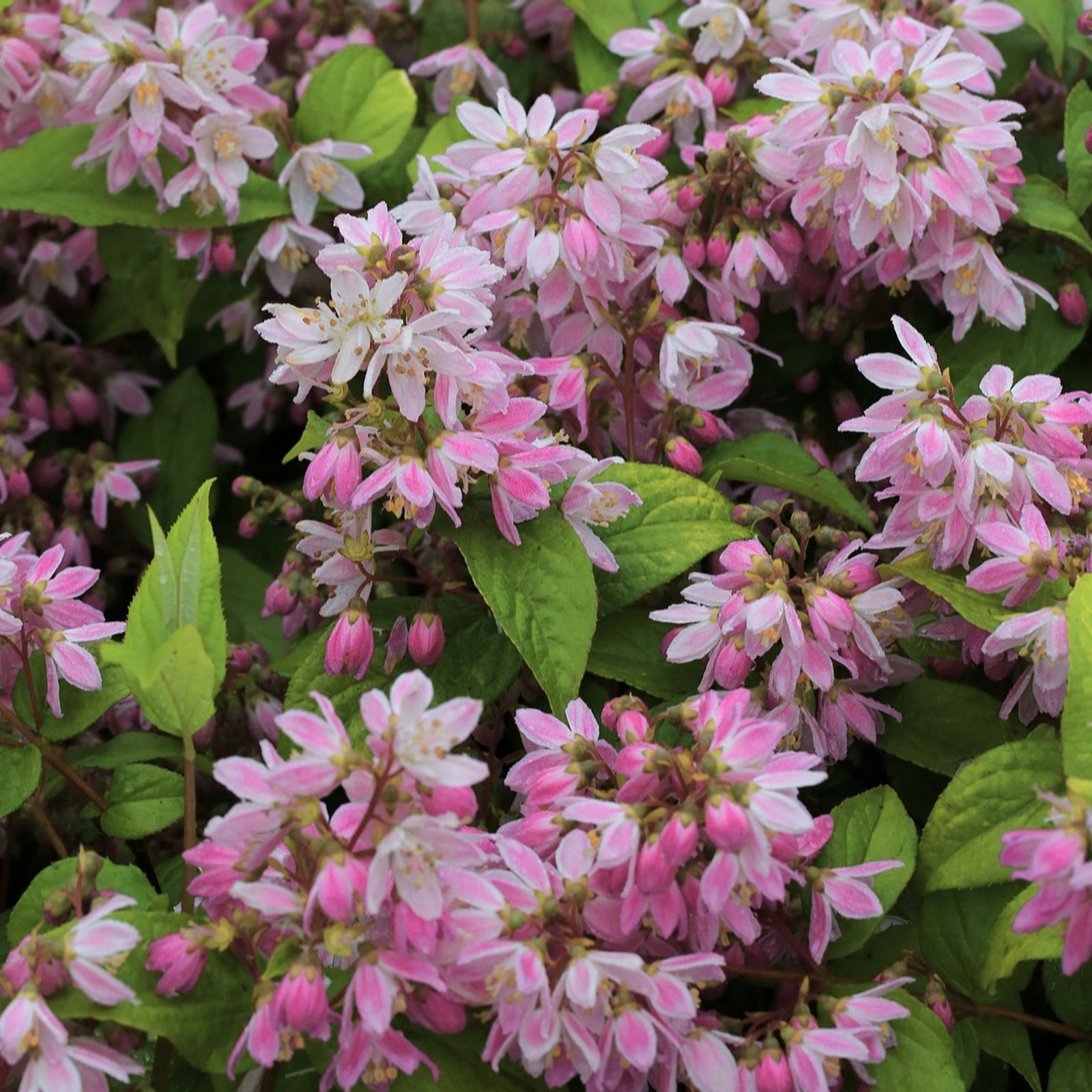 Richard Jackson Deutzia Strawberry Fields 2.3L Pot