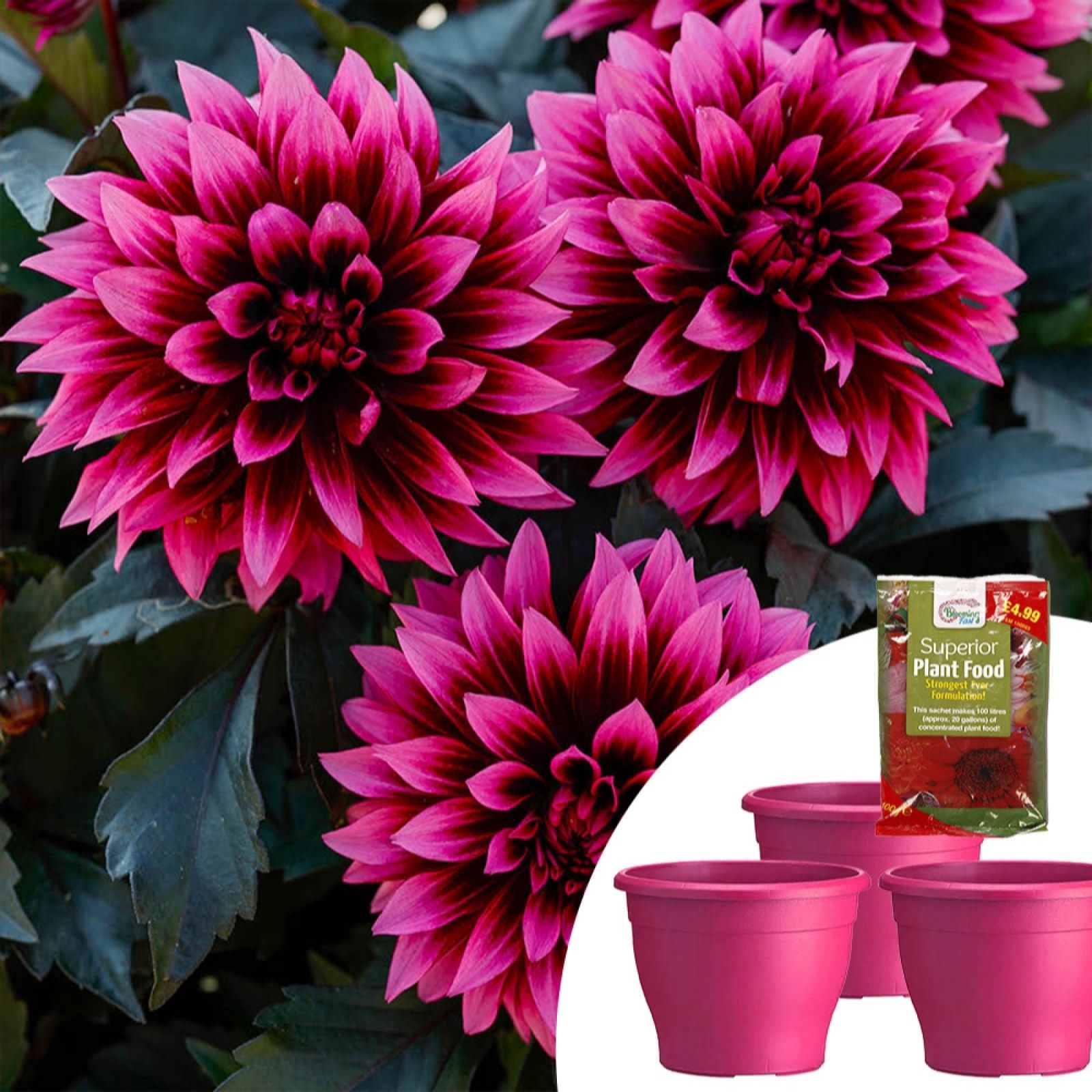 YouGarden Dahlia Gardenetta 'Velvet Crush' Plug Plants x3 & 100g Fertiliser