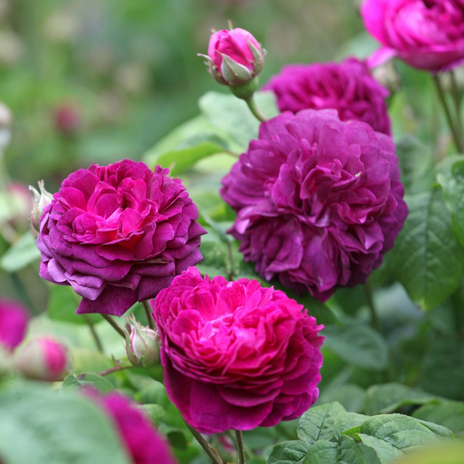 YouGarden Pair of Rose 'Cardinal de Richelieu' Bare Roots