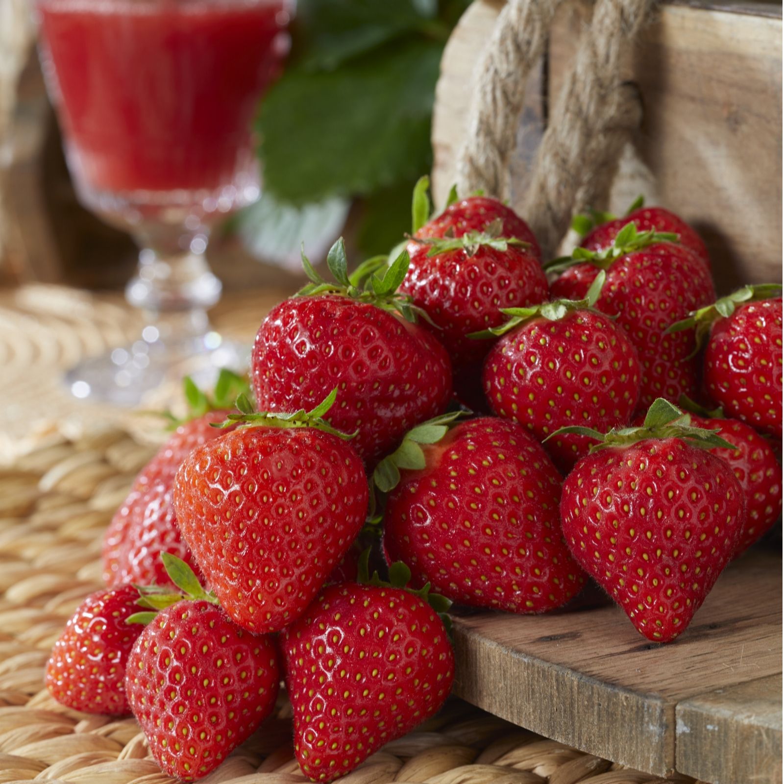 Hayloft Plants Strawberry Everlasting 6 x Young Plants & 2 x Cone Baskets