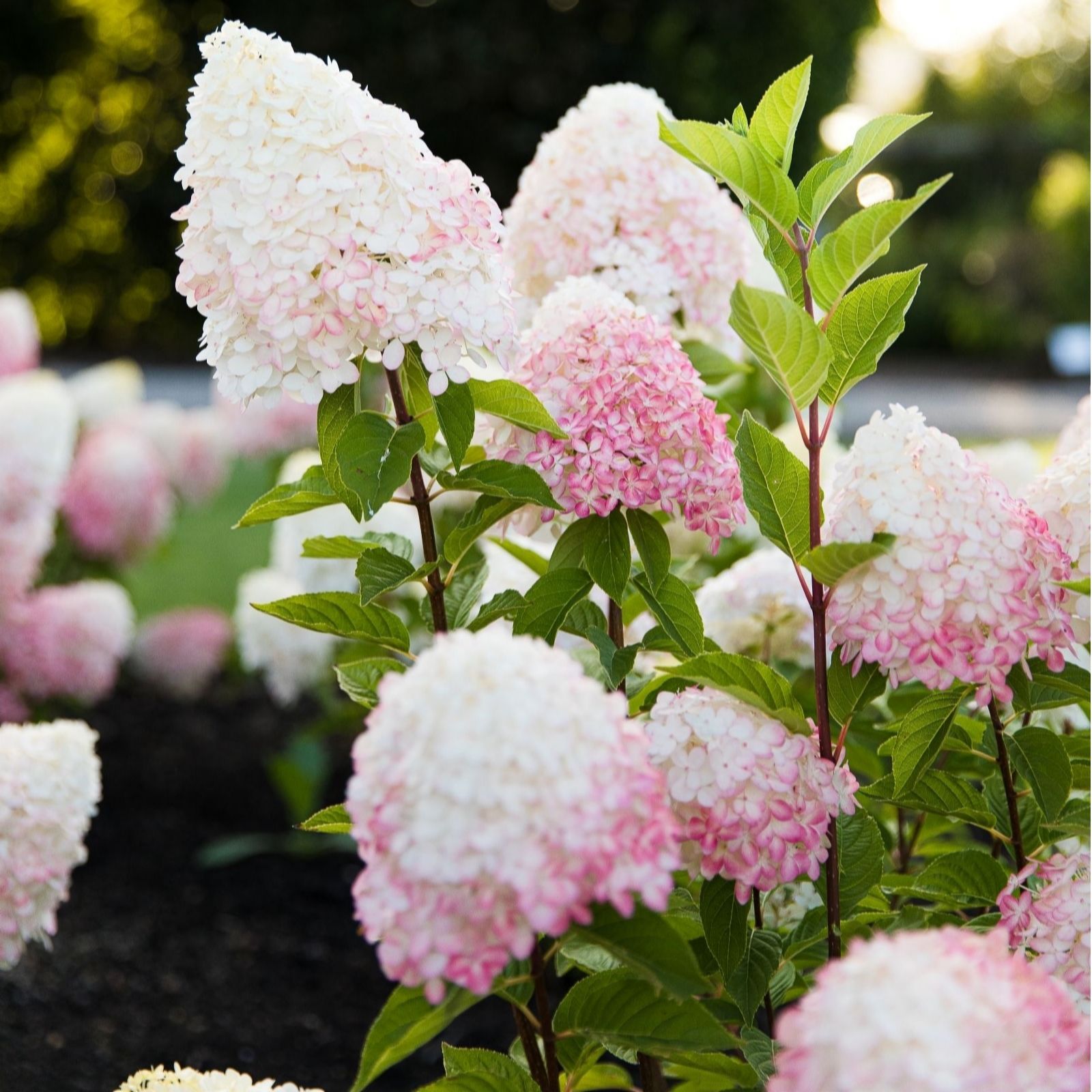 Thompson & Morgan Hydrangea Paniculata Living Pink & Rose 3 Litre Pot x 1