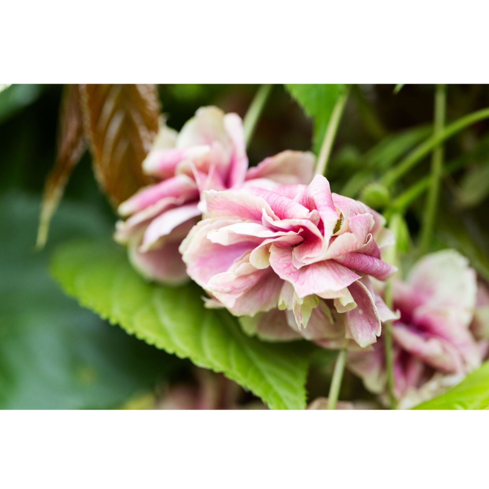 Frank P Matthews Prunus Sumaura Fugenzo Japanese LanternTM 12 Litre Container