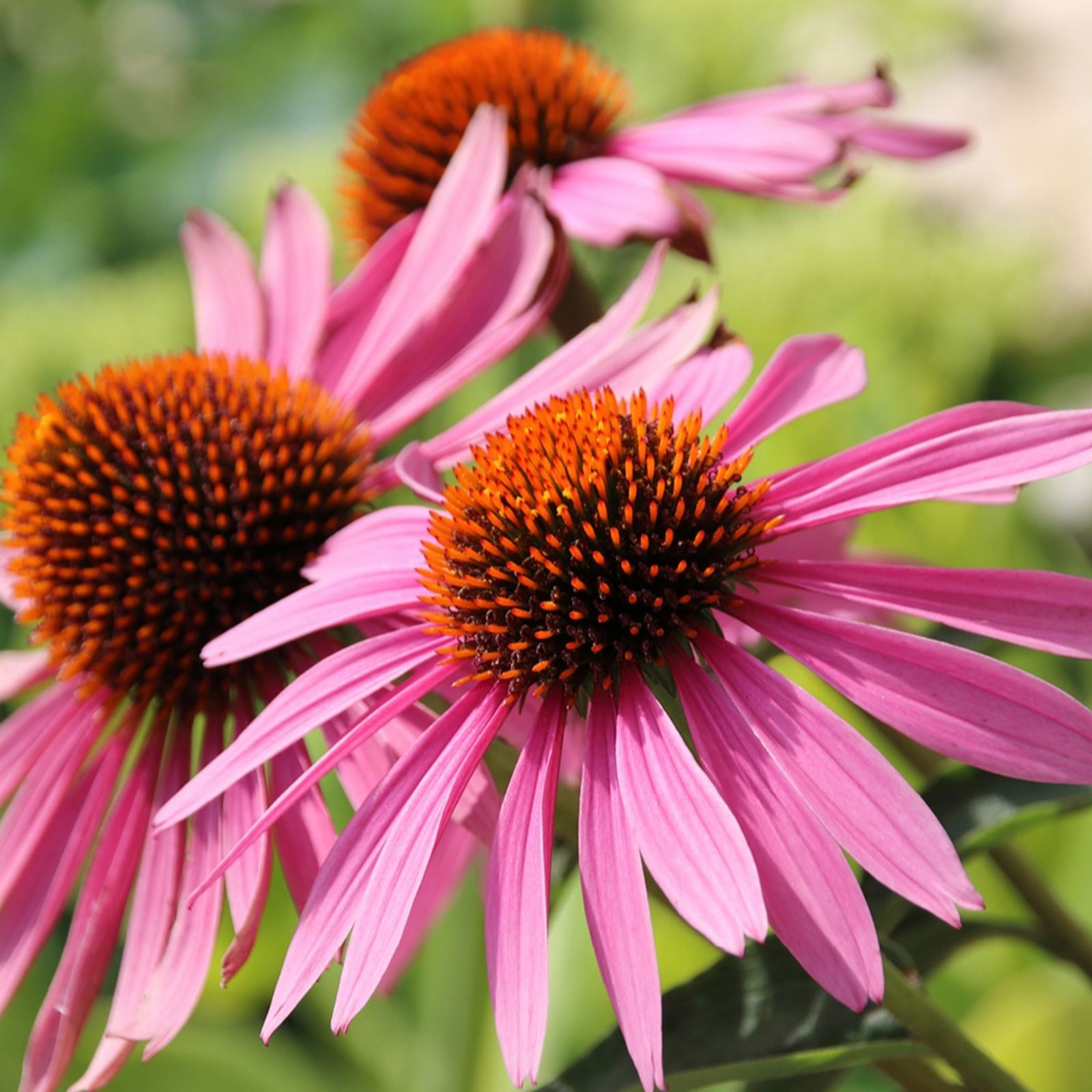 YouGarden Echinacea 'Magnus' in 9cm Pots x 3