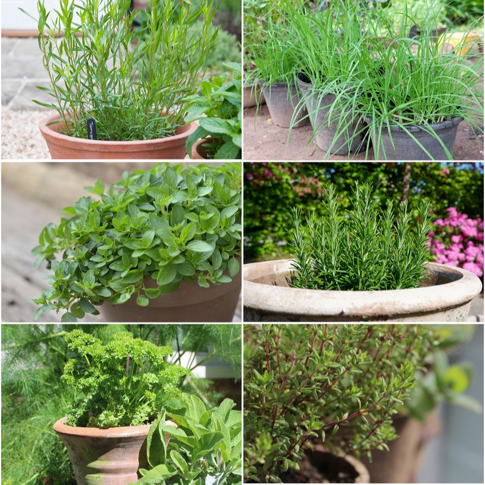 Fyne Herbs Best herbs for pots x6