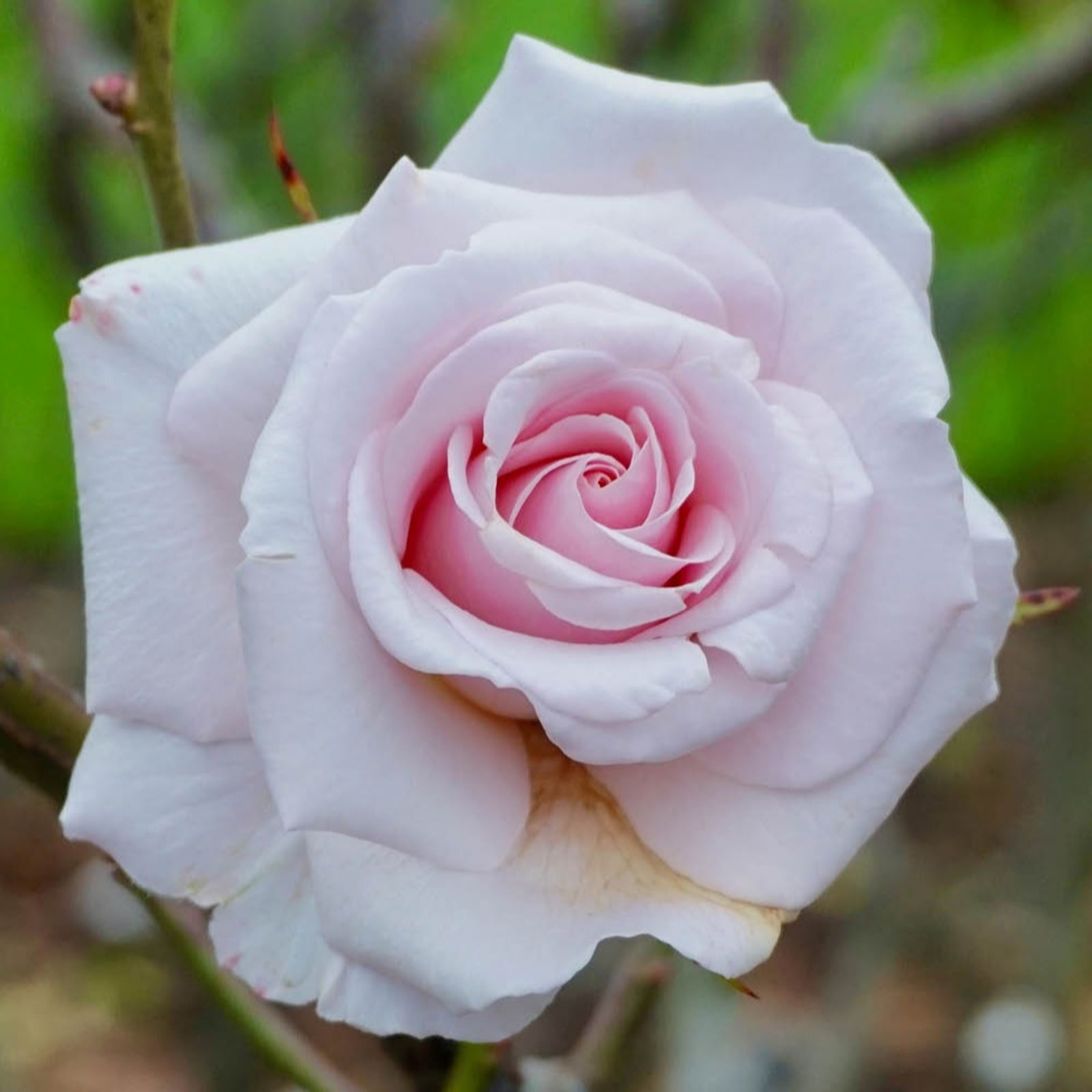 Harkness Roses Rose 'Lovingly Remembered' in a 4L Pot