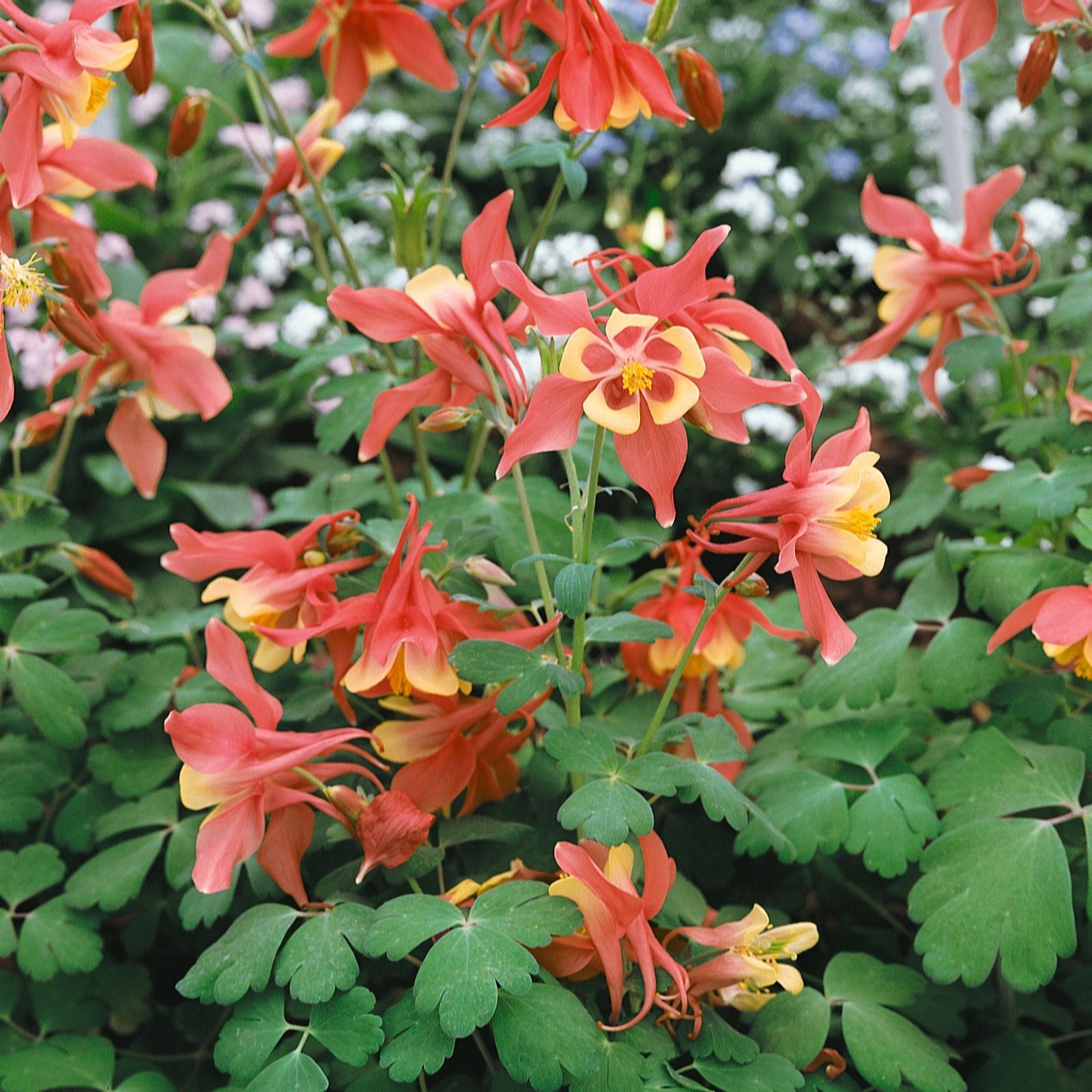 Plants2Garden Aquilegia Spring Magic Collection 3 x 2ltr