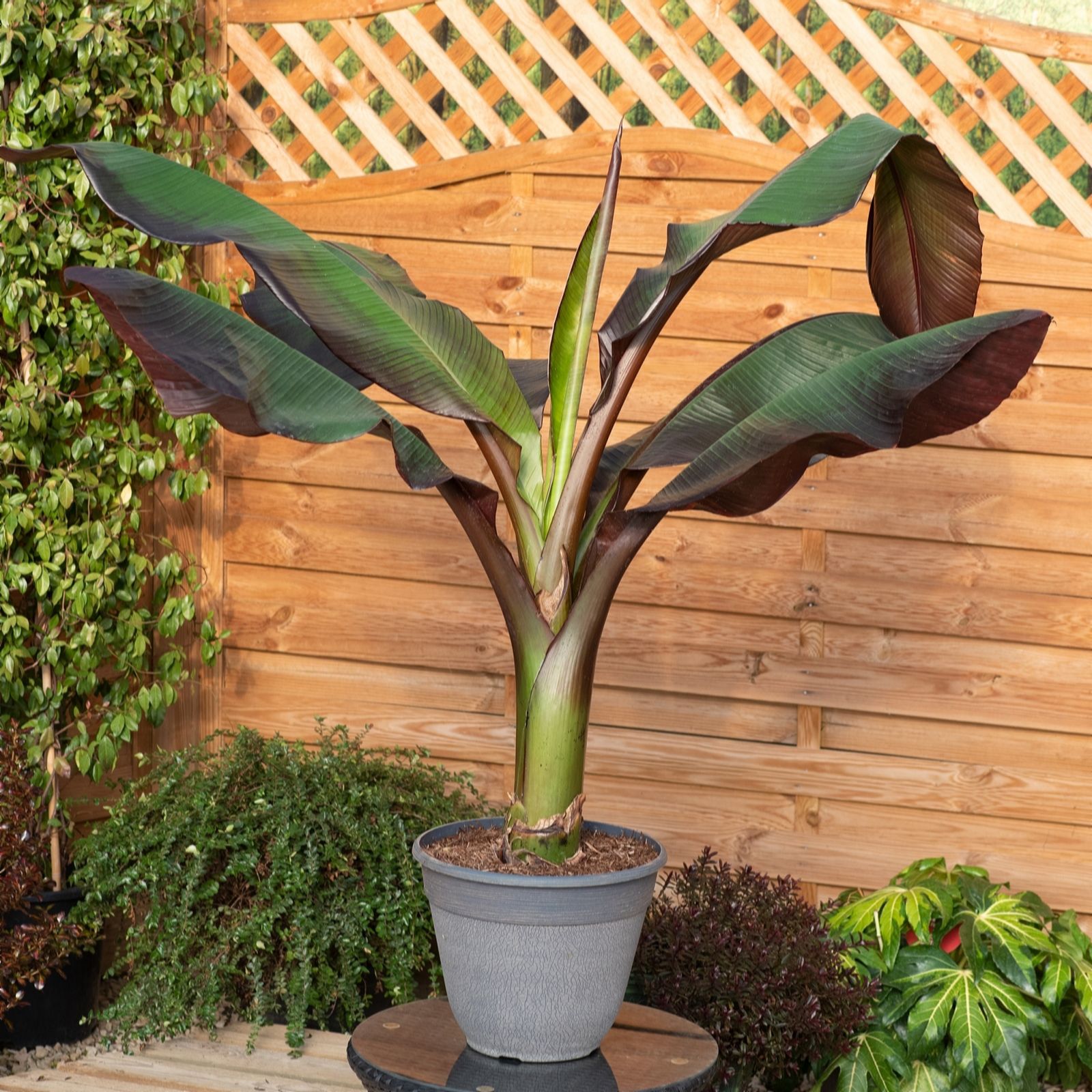 Plants2Gardens Musa Ensete Red 2 x 9cm