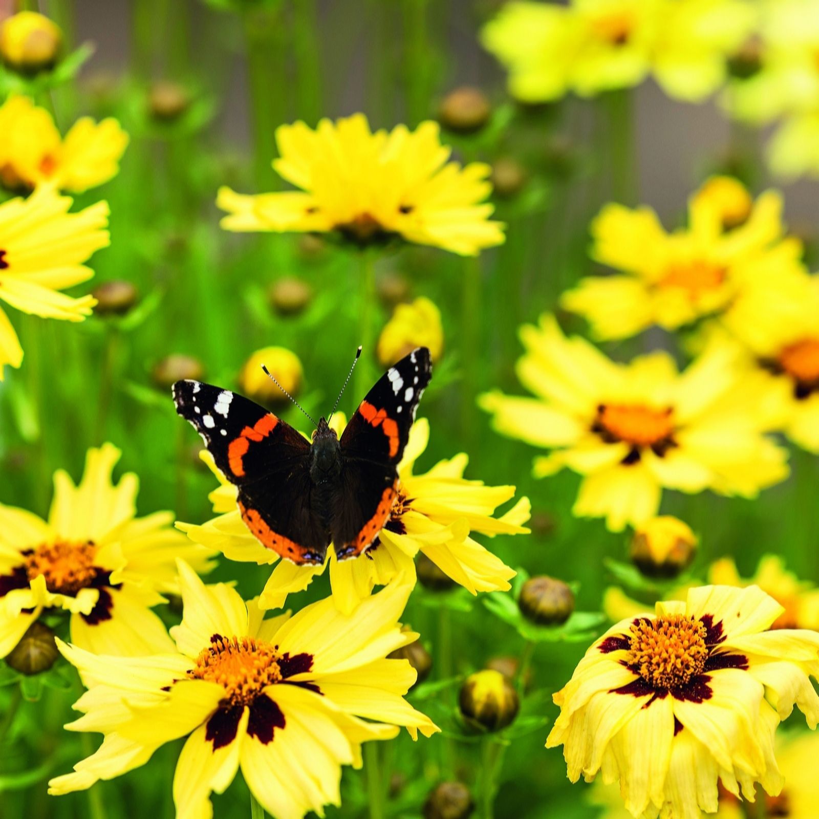 Plants 2 Gardens Coreopsis Adiamo Yellow Red 3 x 2ltr