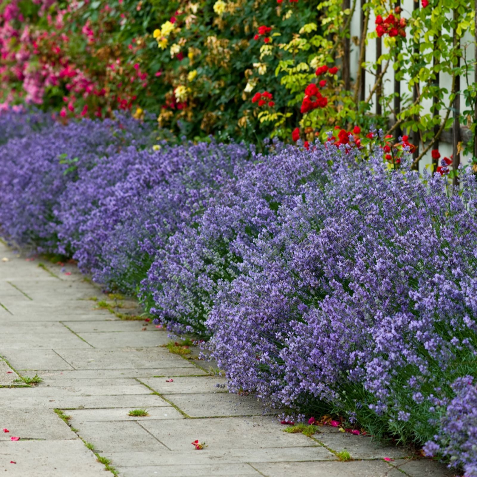 YouGarden Lavender Hidcote plug plants x24