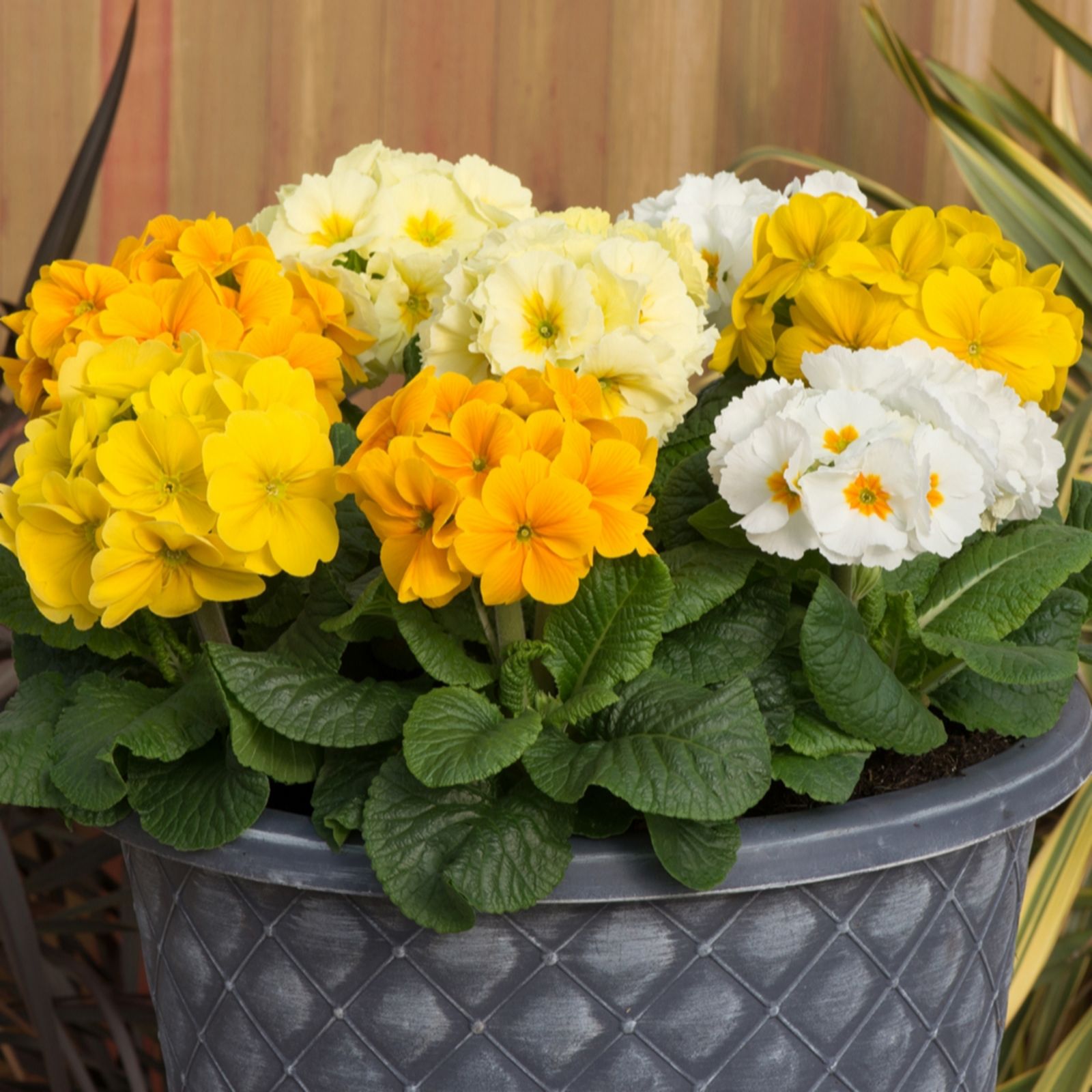 YouGarden Polyanthus Spring Fever Garden Ready Plants x20