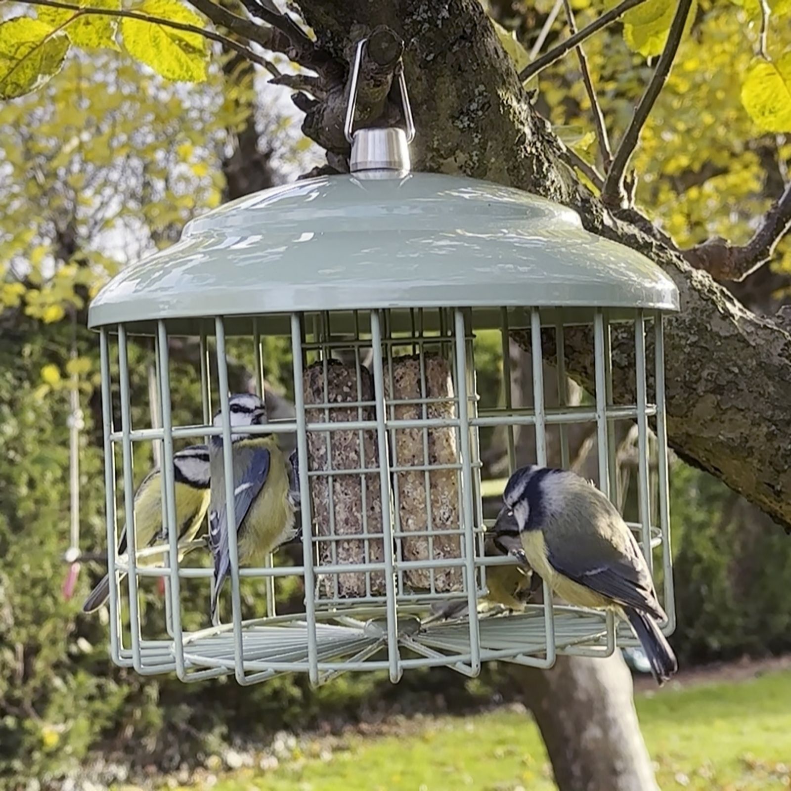 Grumpy Gardener Anti Squirrel Suet Cake Feeder QVC UK
