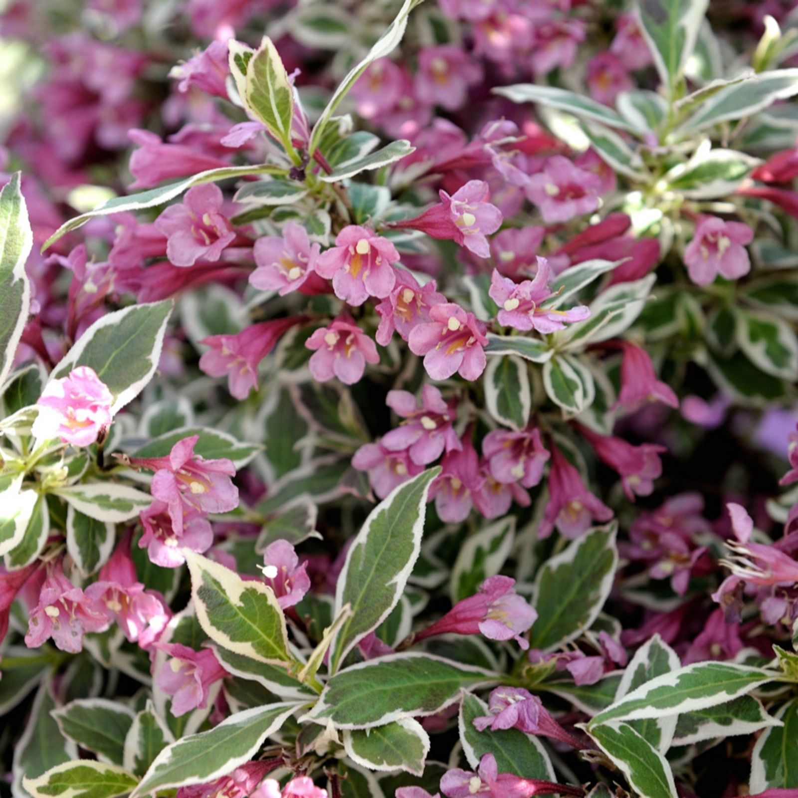 YouGarden Weigela Florida 'Monet' in a 3L Pot