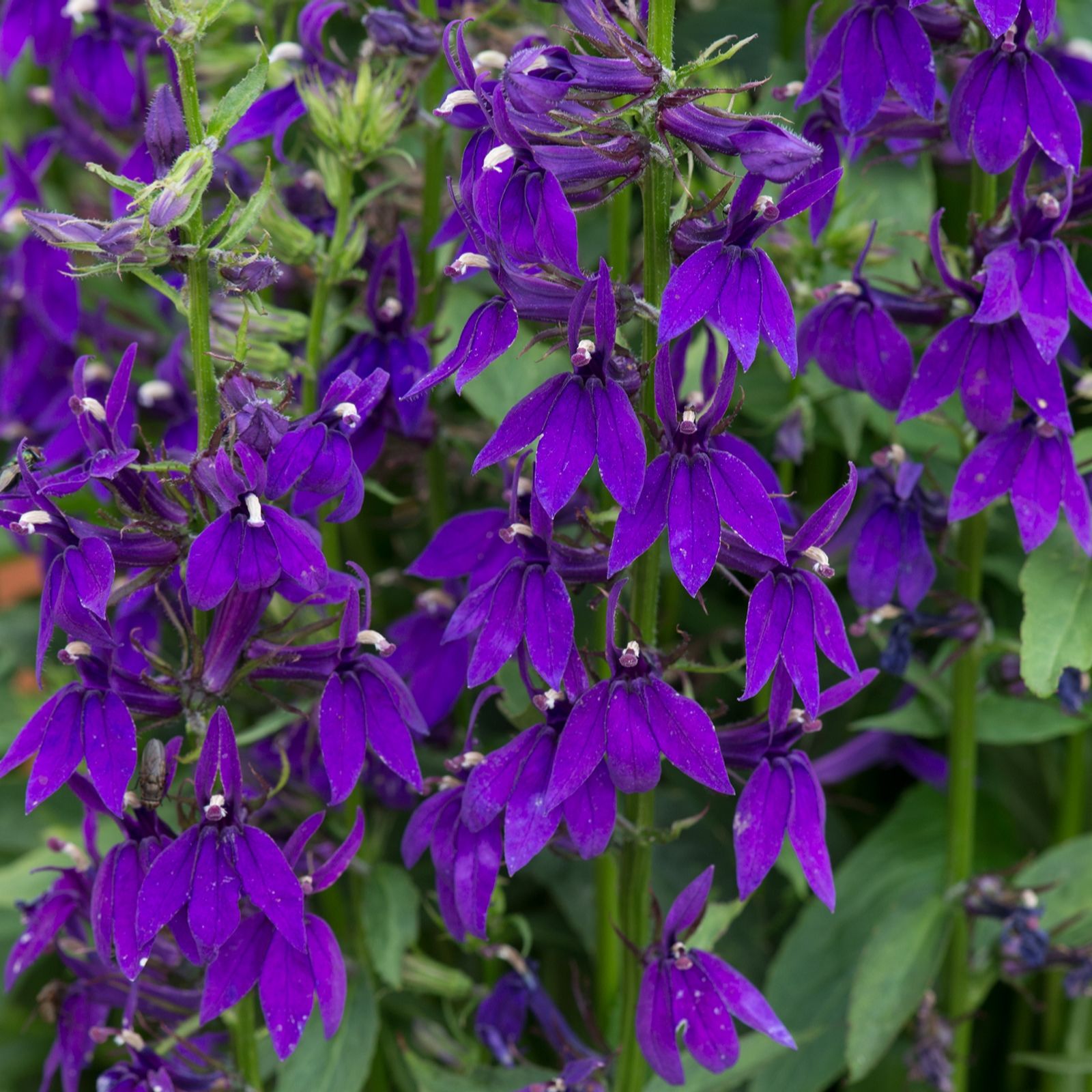 Plants2Gardens Lobelia Starship 3 x 2ltr