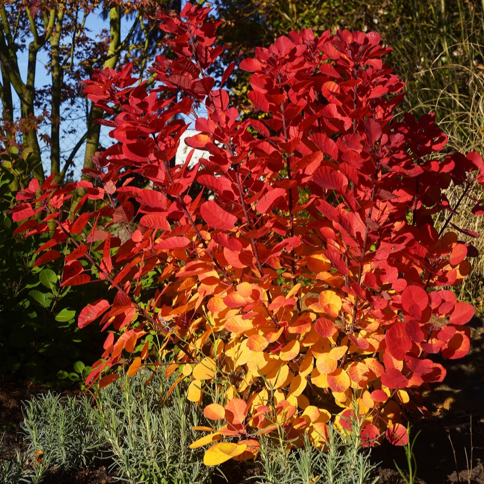 Plants2Gardens Cotinus Flamissimo