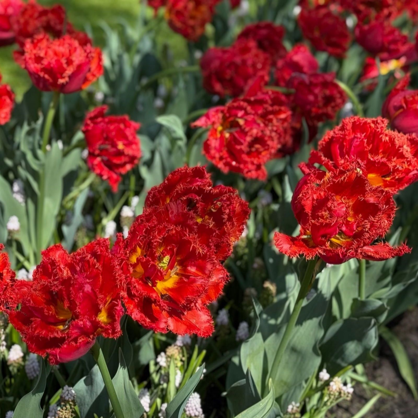 Thompson & Morgan Tulip Romance Collection 16 Bulbs