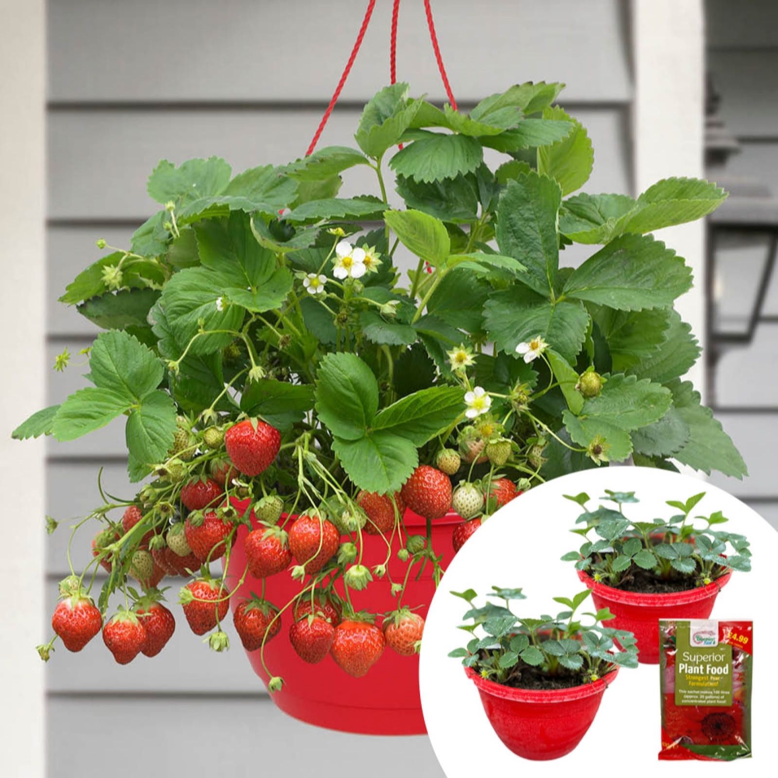 YouGarden Pair of Preplanted 'Sweet Summer' Hanging Baskets w/100g Fertiliser