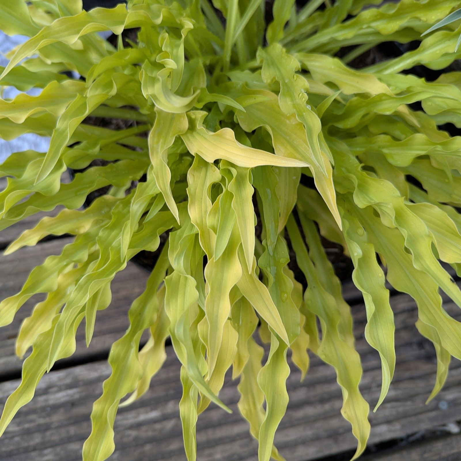 Thompson & Morgan Hosta Party Streamers 12cm Pot x1