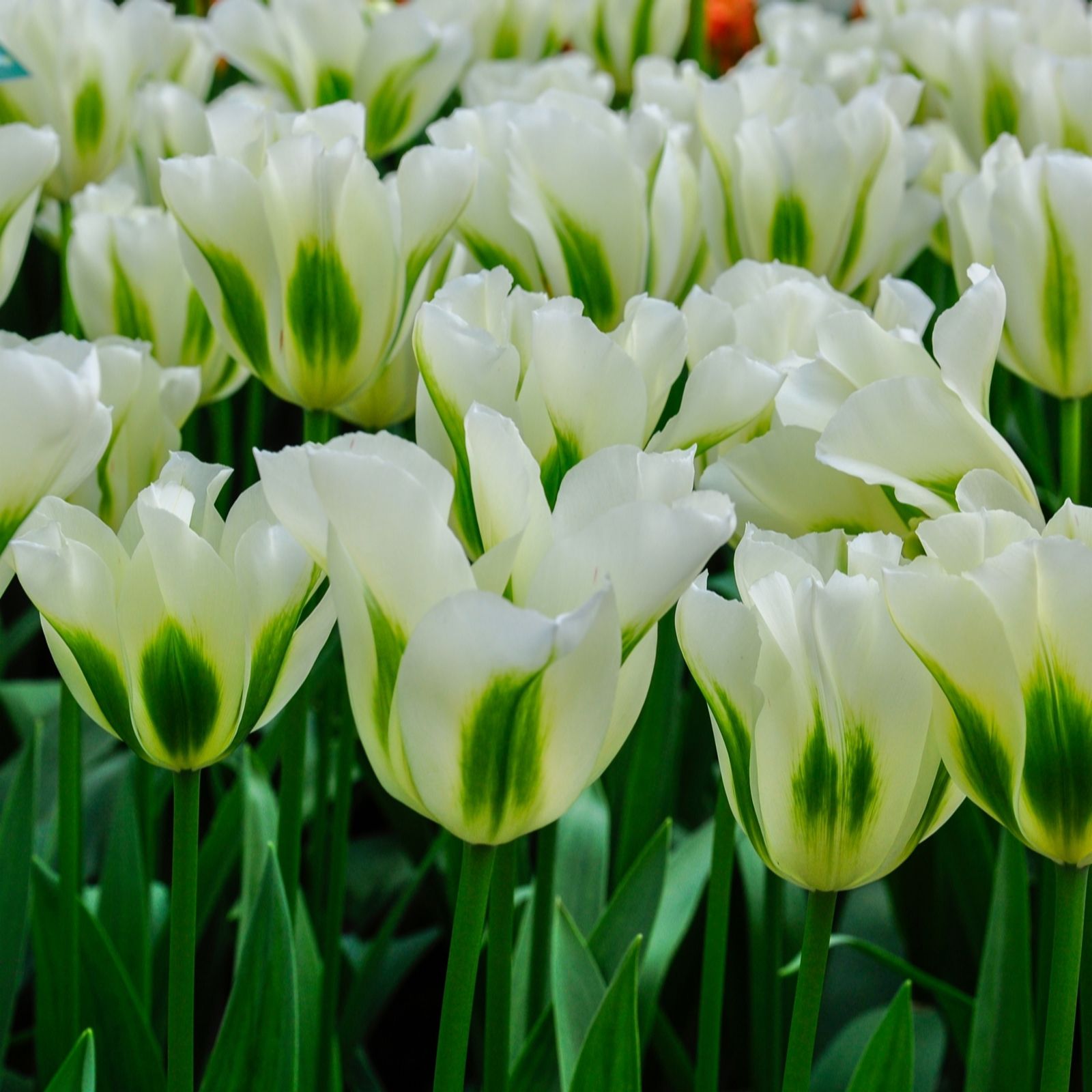 YouGarden Tulip 'Spring Green' x24 Bulbs