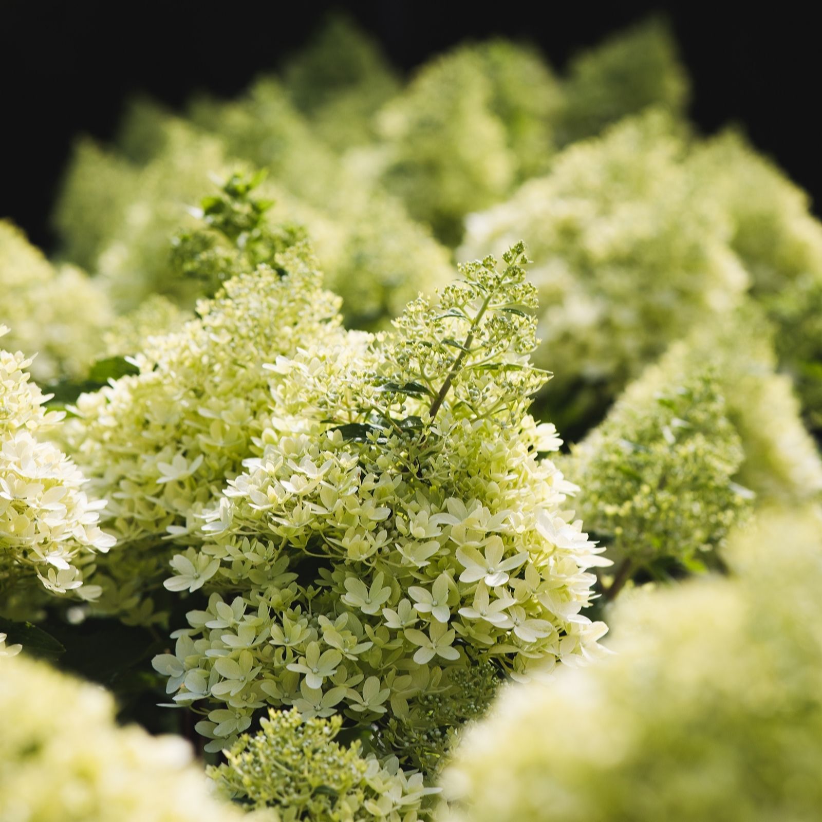 Thompson & Morgan Hydrangea Living Royal Flower 1 Litre Pot x1