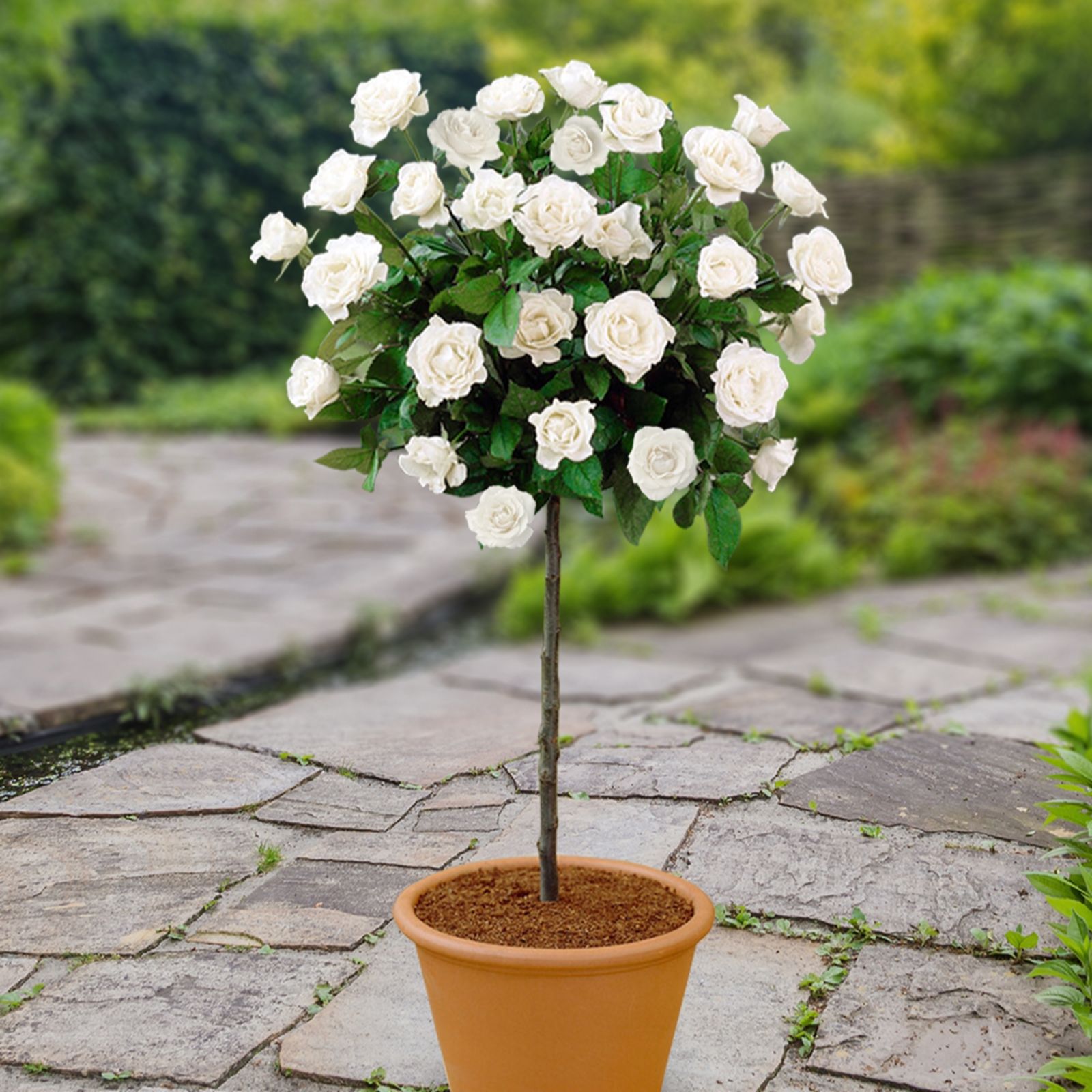 YouGarden Rose Patio Standard Bare Root Set