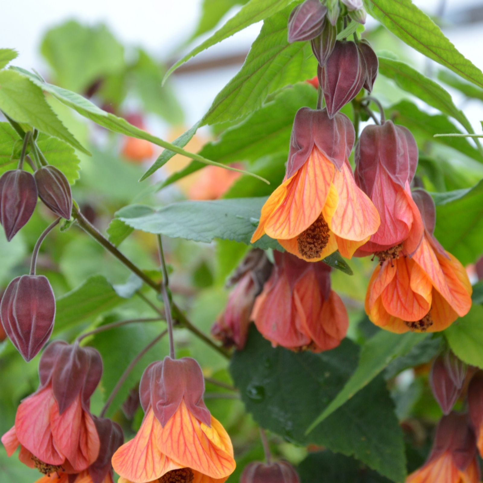 Richard Jackson Abutilon Orange Hot Lava 3l Pot