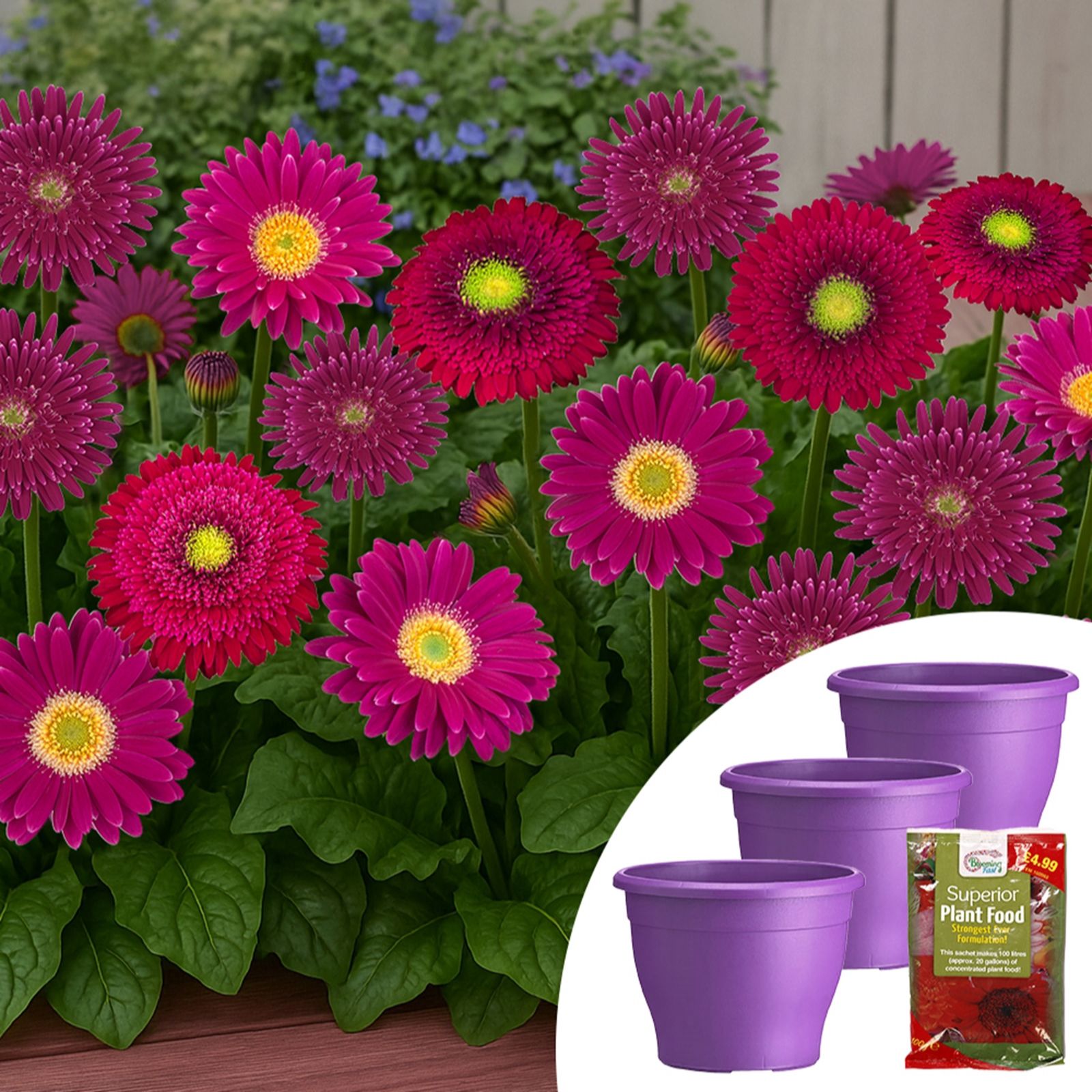 YouGarden Gerbera Sunshapers Planters & Fertiliser Collection