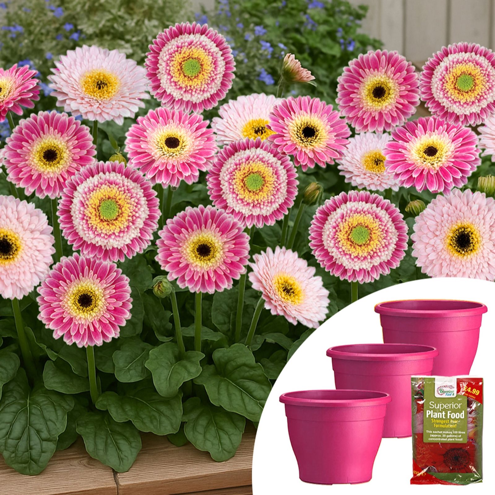 YouGarden Gerbera Sunshapers Planters & Fertiliser Collection