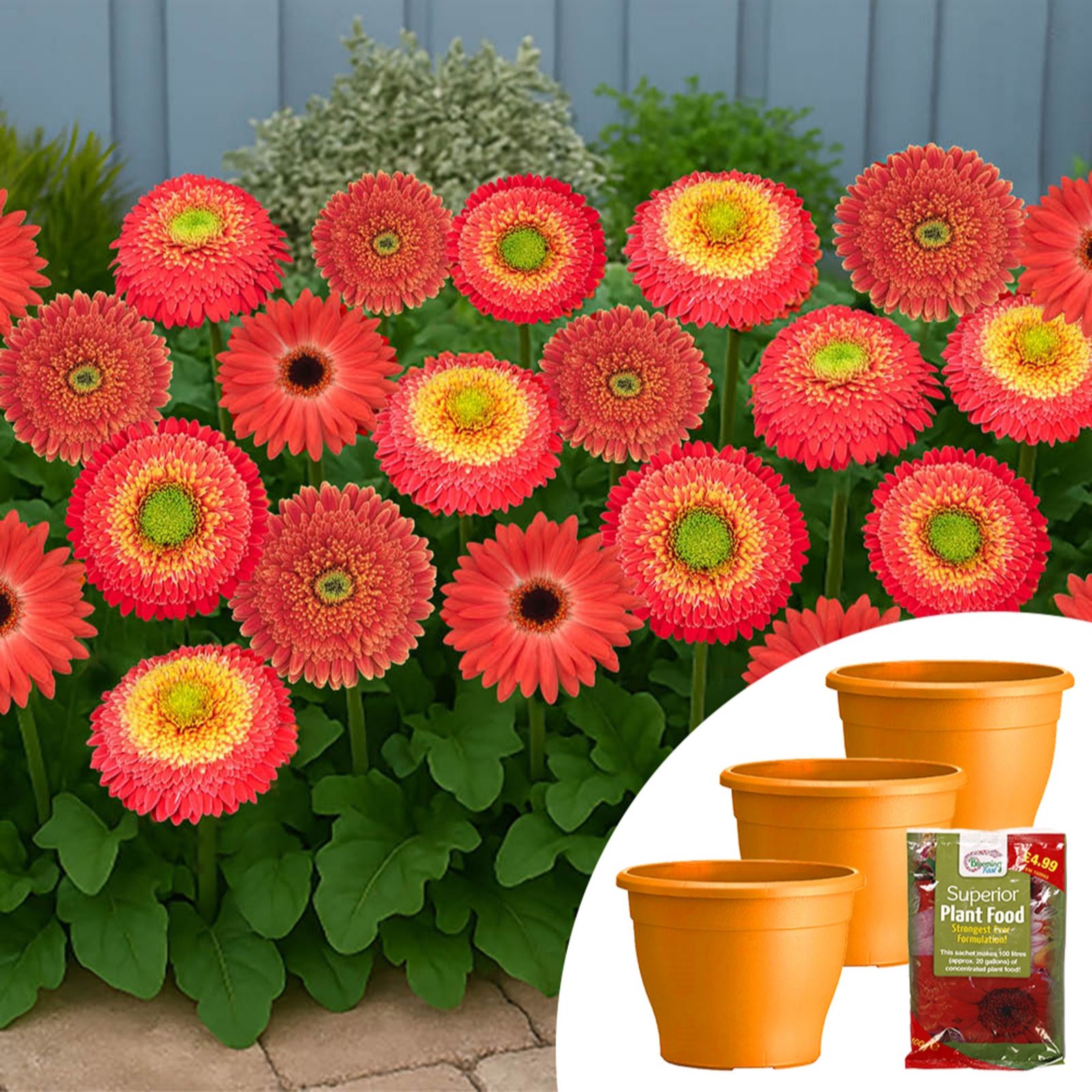 YouGarden Gerbera Sunshapers Planters & Fertiliser Collection
