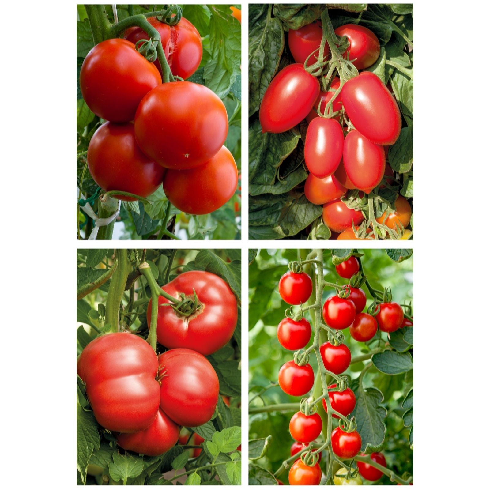 Suttons Tomato Grafted Crimson Collection 9cm Pot x 4