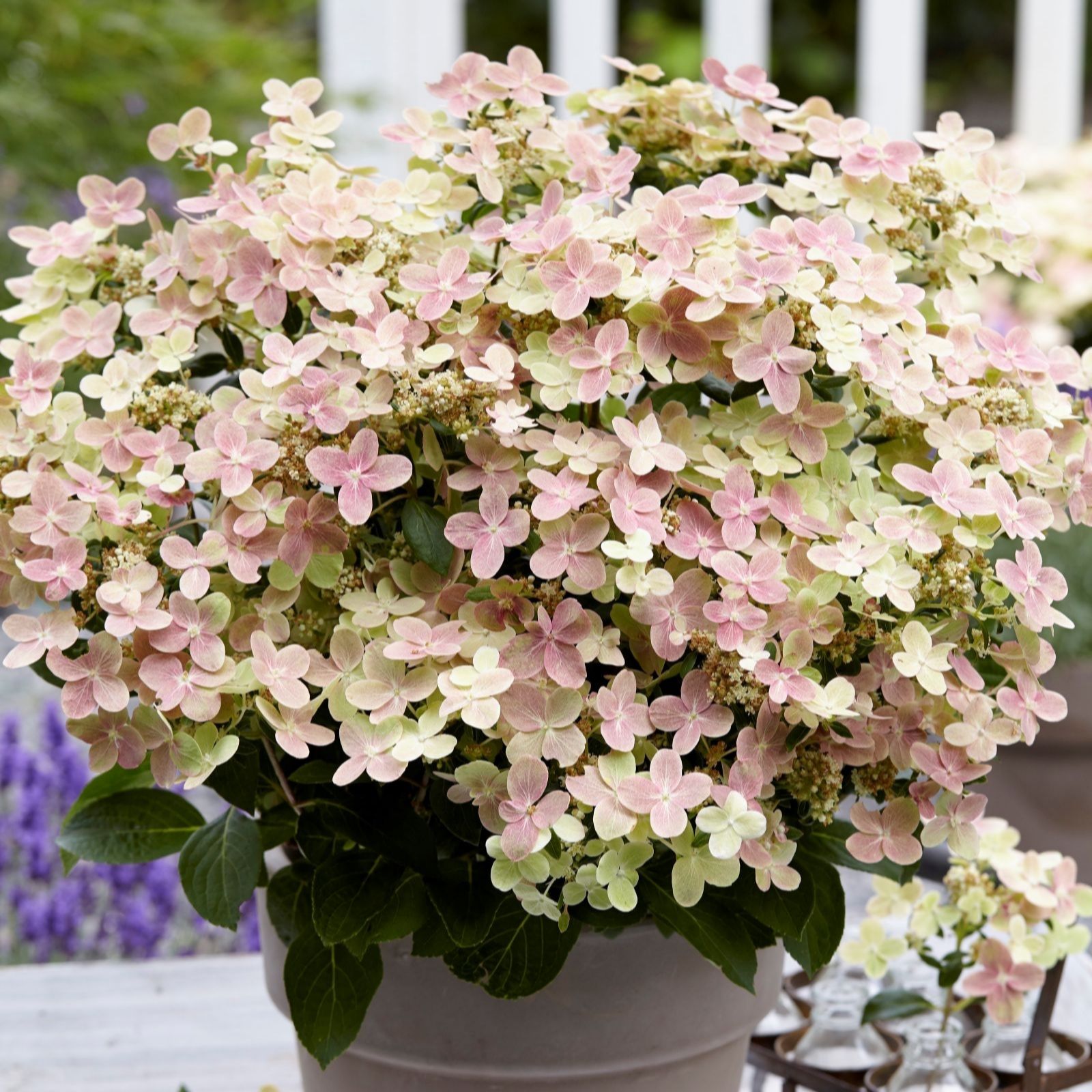 Thompson & Morgan Hydrangea Paniculata Polestar (Ophelia) 3L Pot x 1