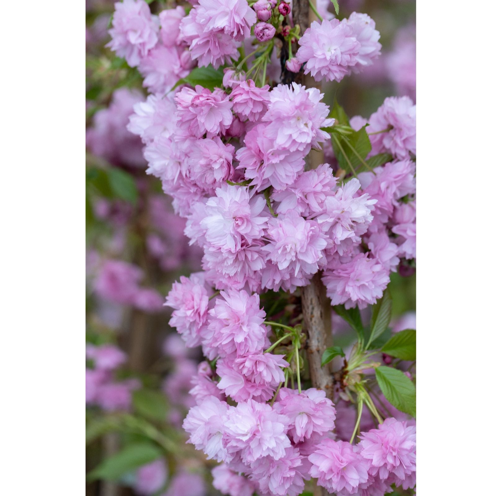 Frank P Matthews Prunus Kiku-shidare- zakura 12 Litre Container