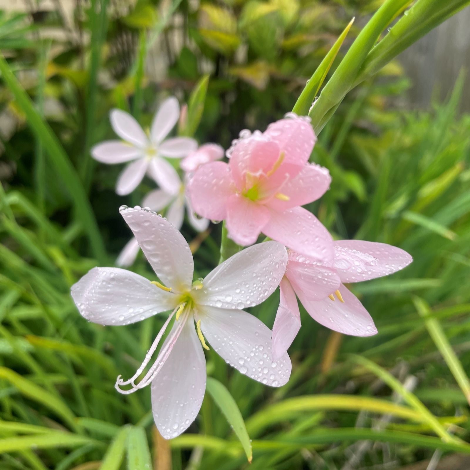 Plants2Garden Hesperantha Pink Skies 3 x 9cm