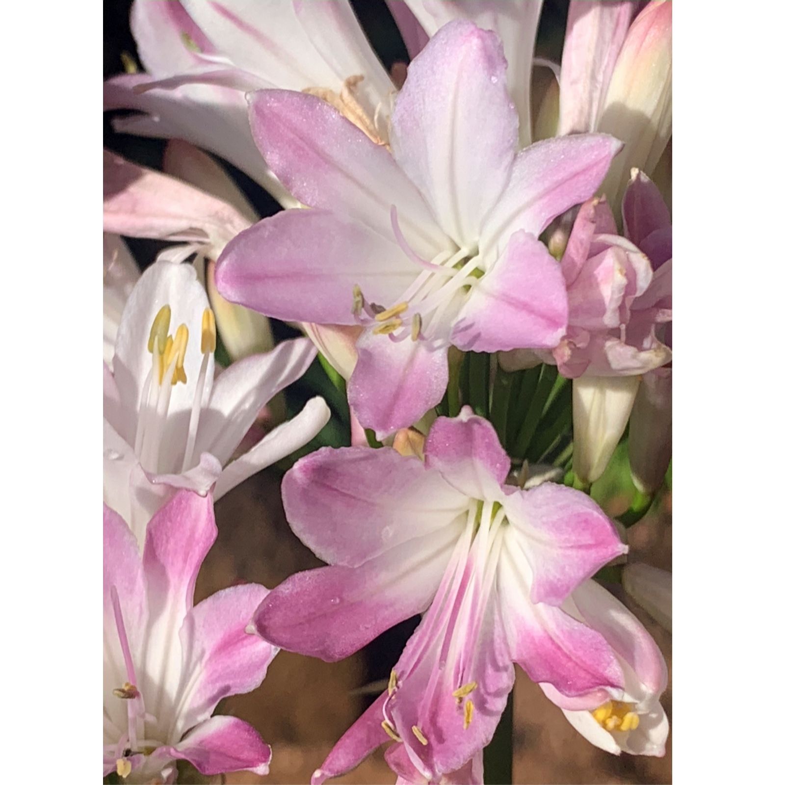 Plants2Gardens Agapanthus Blush Pink 2L