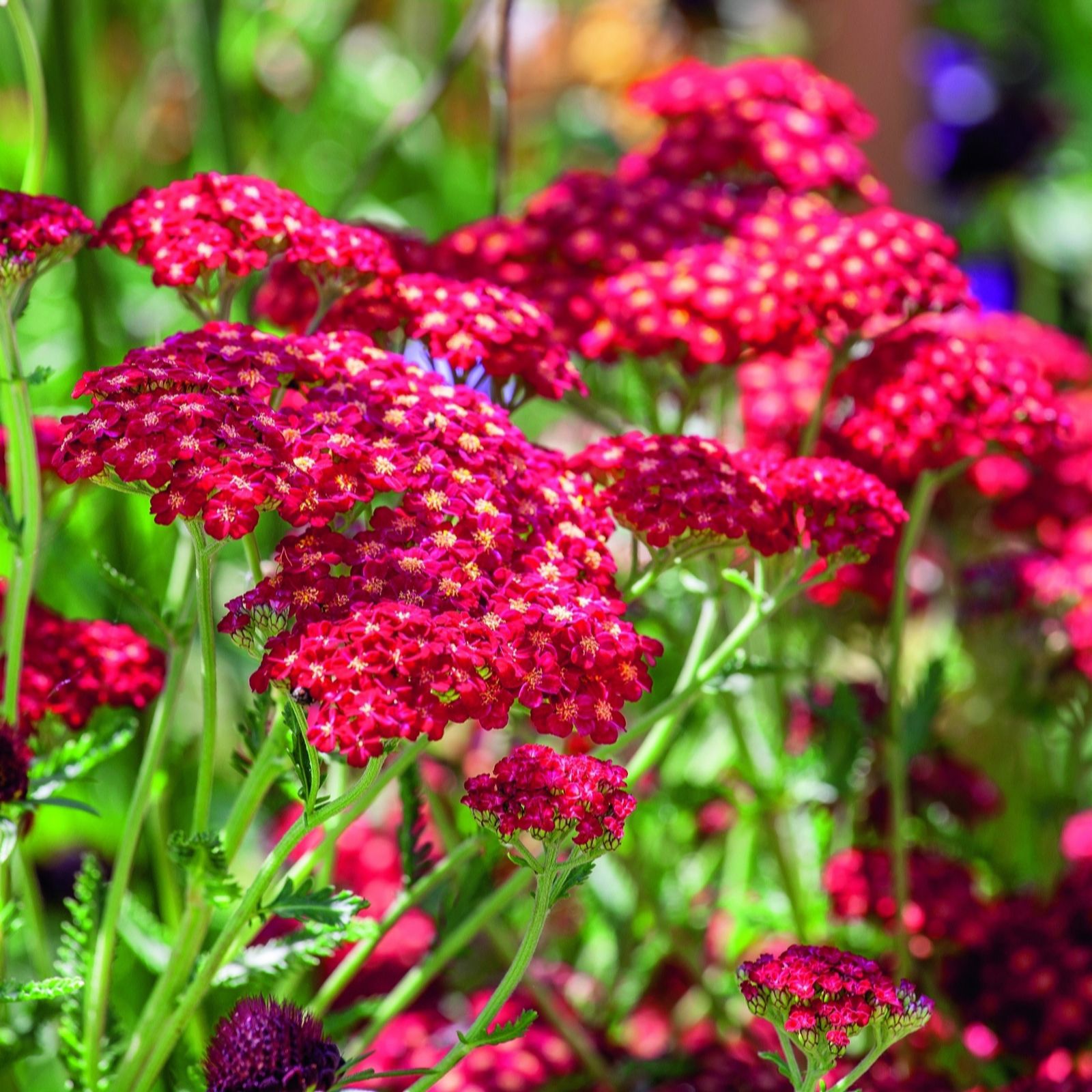 Plants 2 Gardens Achillea Red Velvet 3 x 2ltr