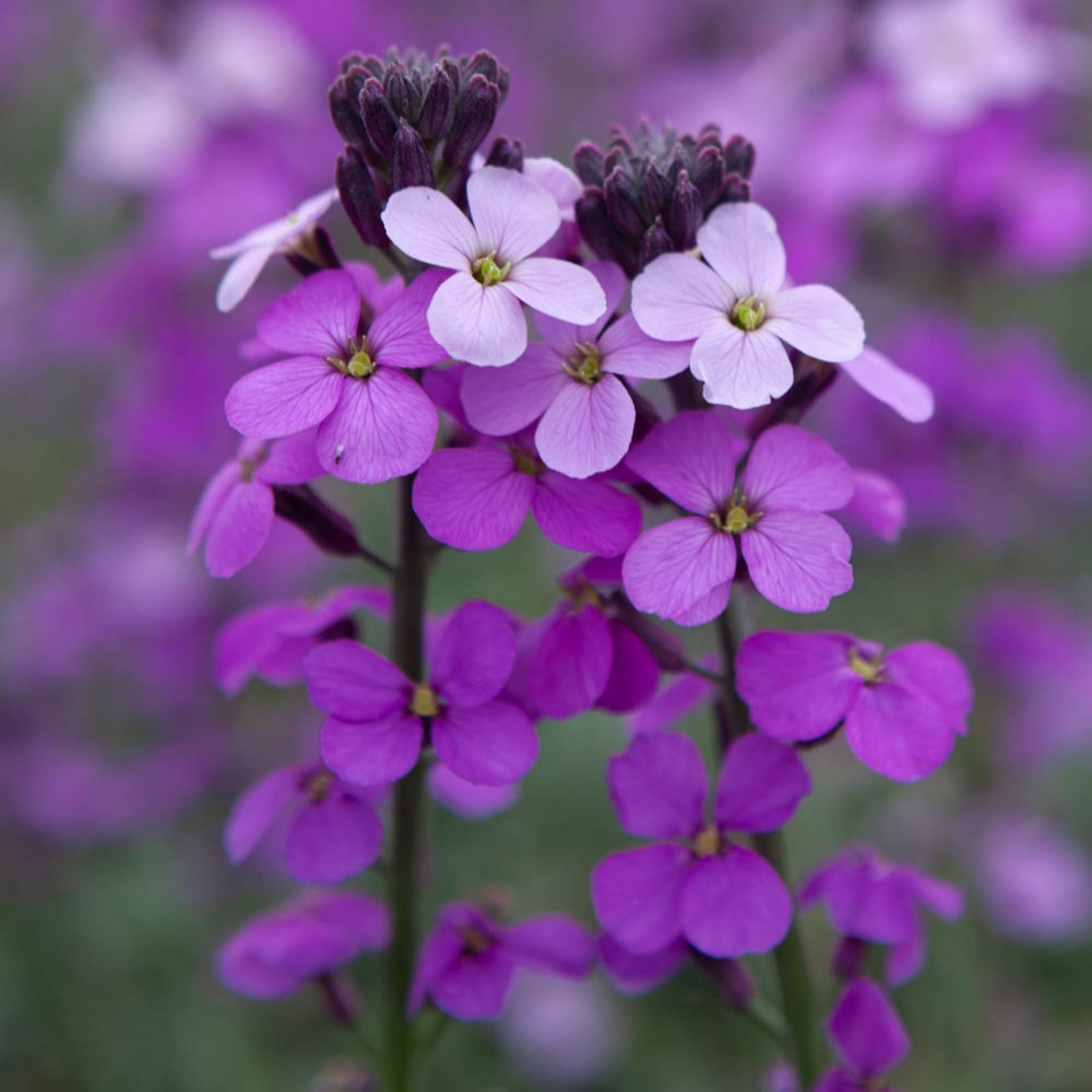 YouGarden Pair of Erysimum Bowles Mauve in 3L pots
