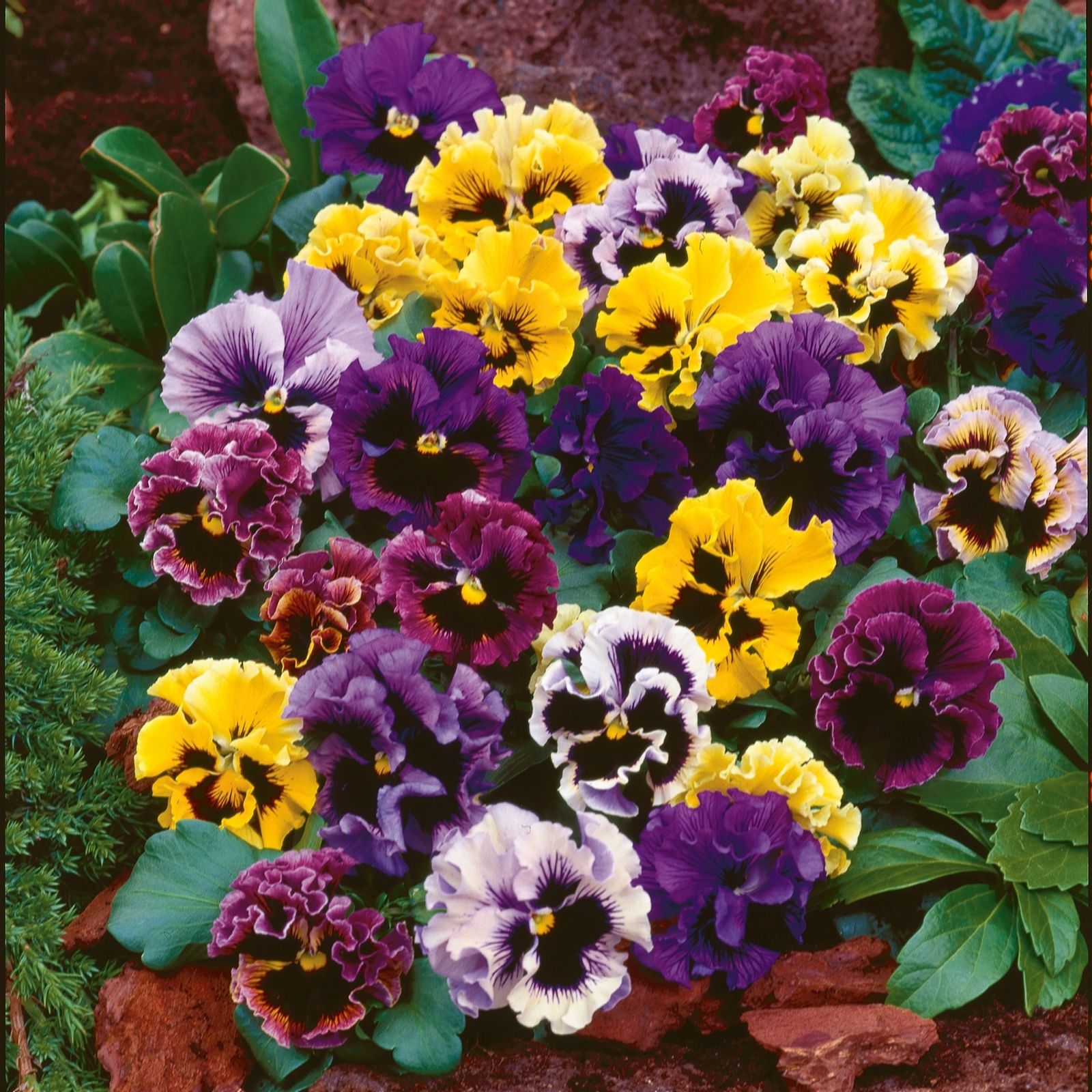 Plants 2 Gardens Pansy Faradole Mix 20 x 5cm Plants