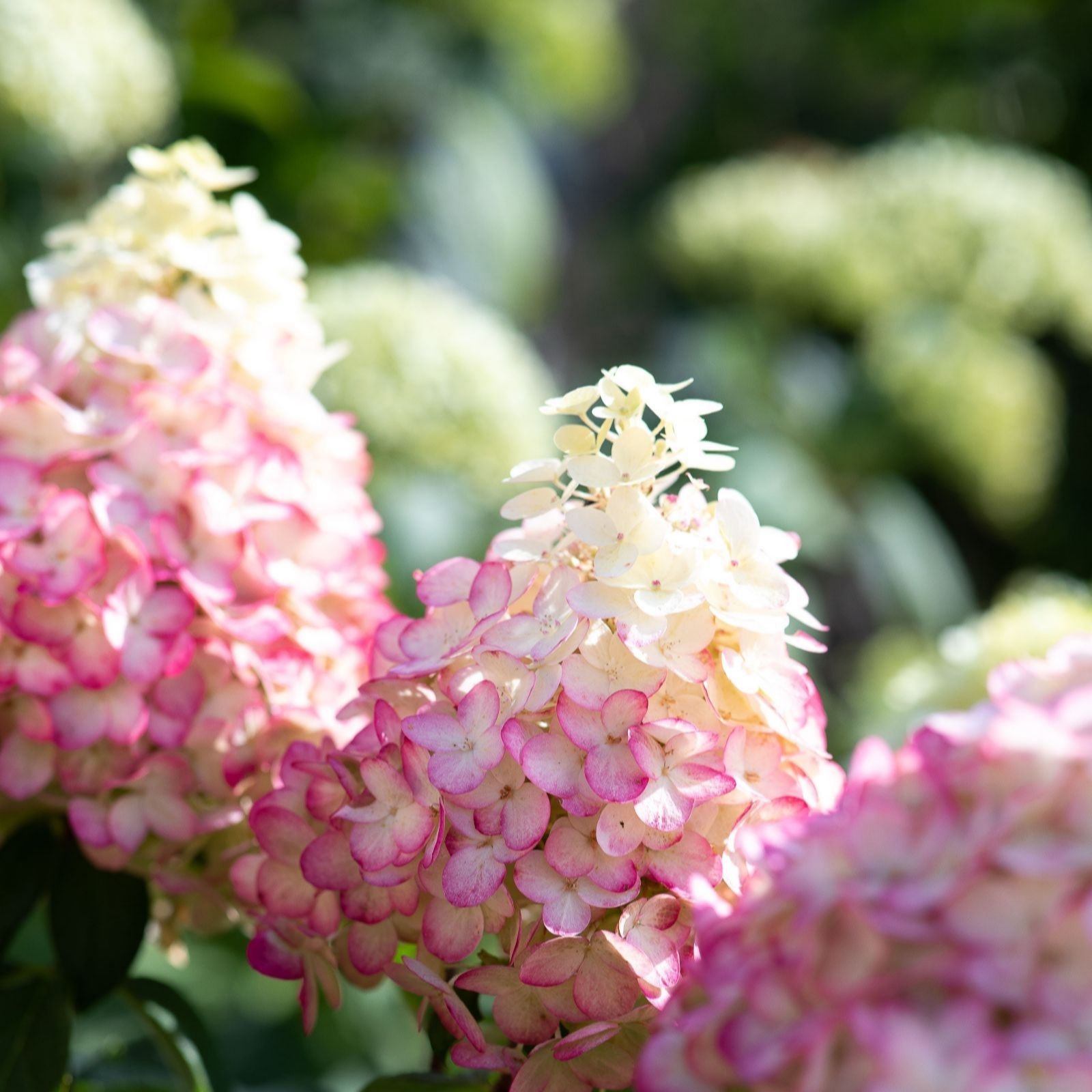 Thompson & Morgan Hydrangea Living Colourful Cocktail 12cm Pot x2