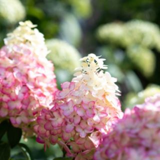 Thompson & Morgan Hydrangea Living Colourful Cocktail 12cm Pot x2