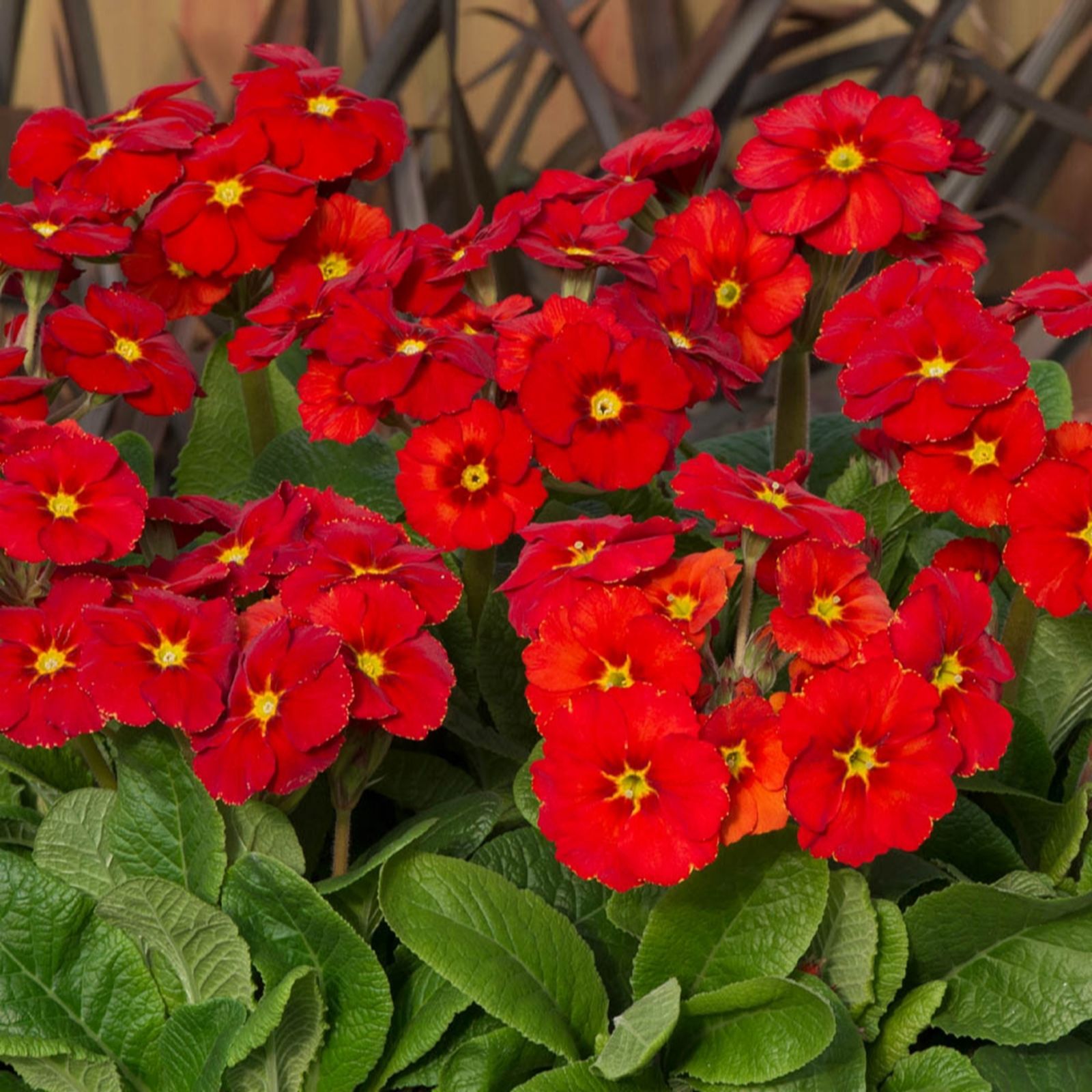 YouGarden Polyanthus Stella Scarlet Pimpernel Garden Ready Plants x20