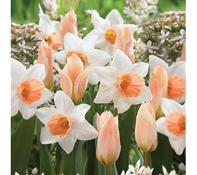  de Jager Astounding Apricot Tulips & Daffodils 20x 12cm Bulbs - 721381