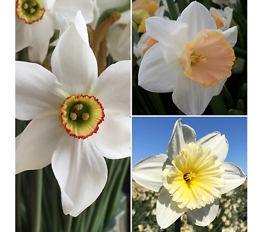 Richard Jacksons 100 Days of Glamour Daffodil Collection