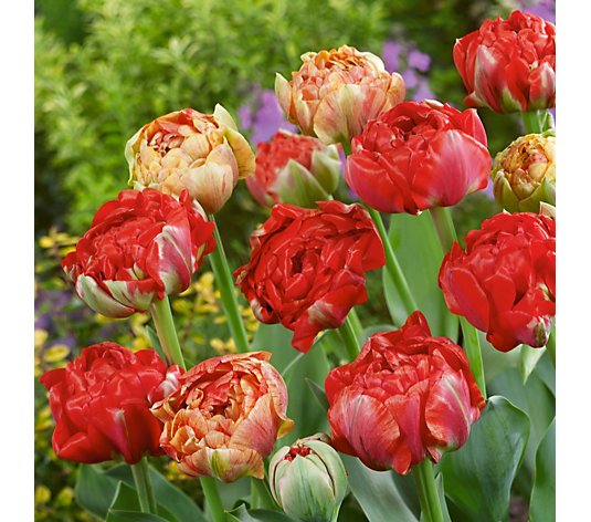 Plants2Gardens Tulip Gudoshnik Double x30 Bulbs
