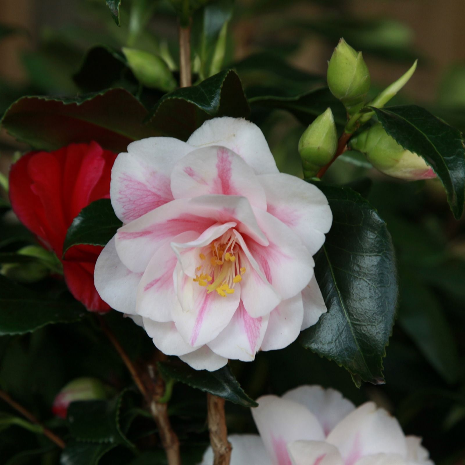 Plants2Gardens Camellia Lady Vansittart 4ltr