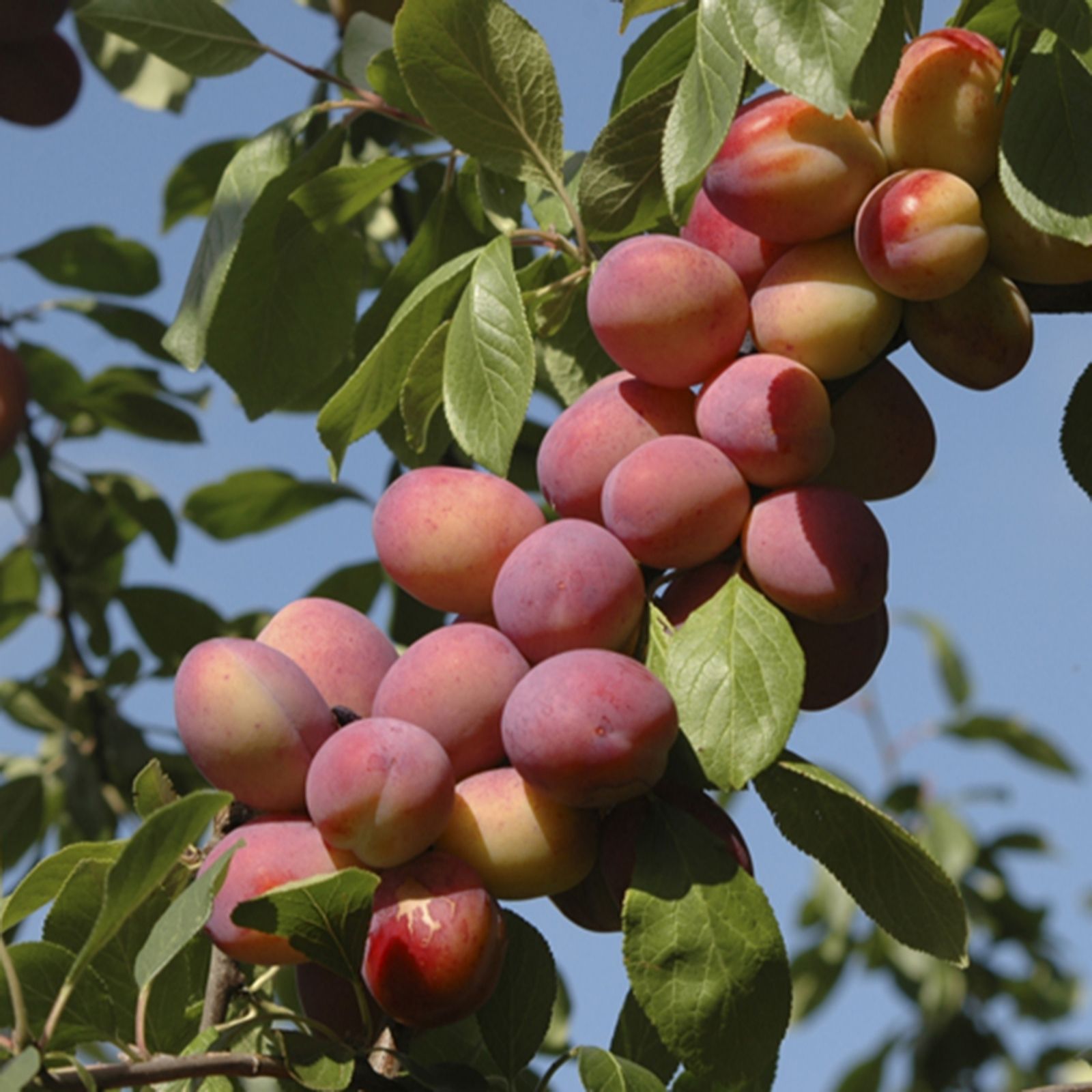 YouGarden Plum 'Victoria' Tree bare root x 1