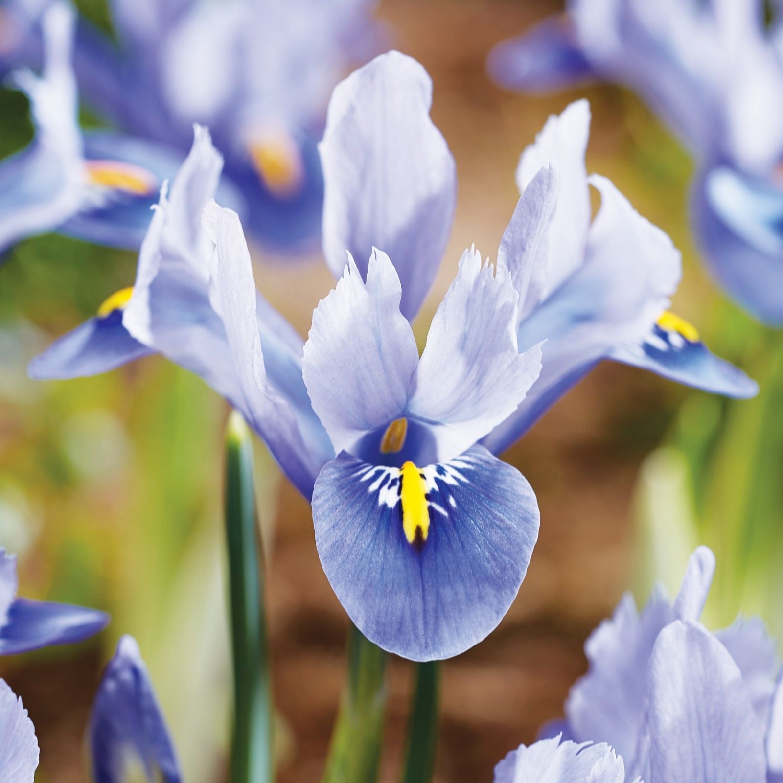 de Jager Special Species Iris x24