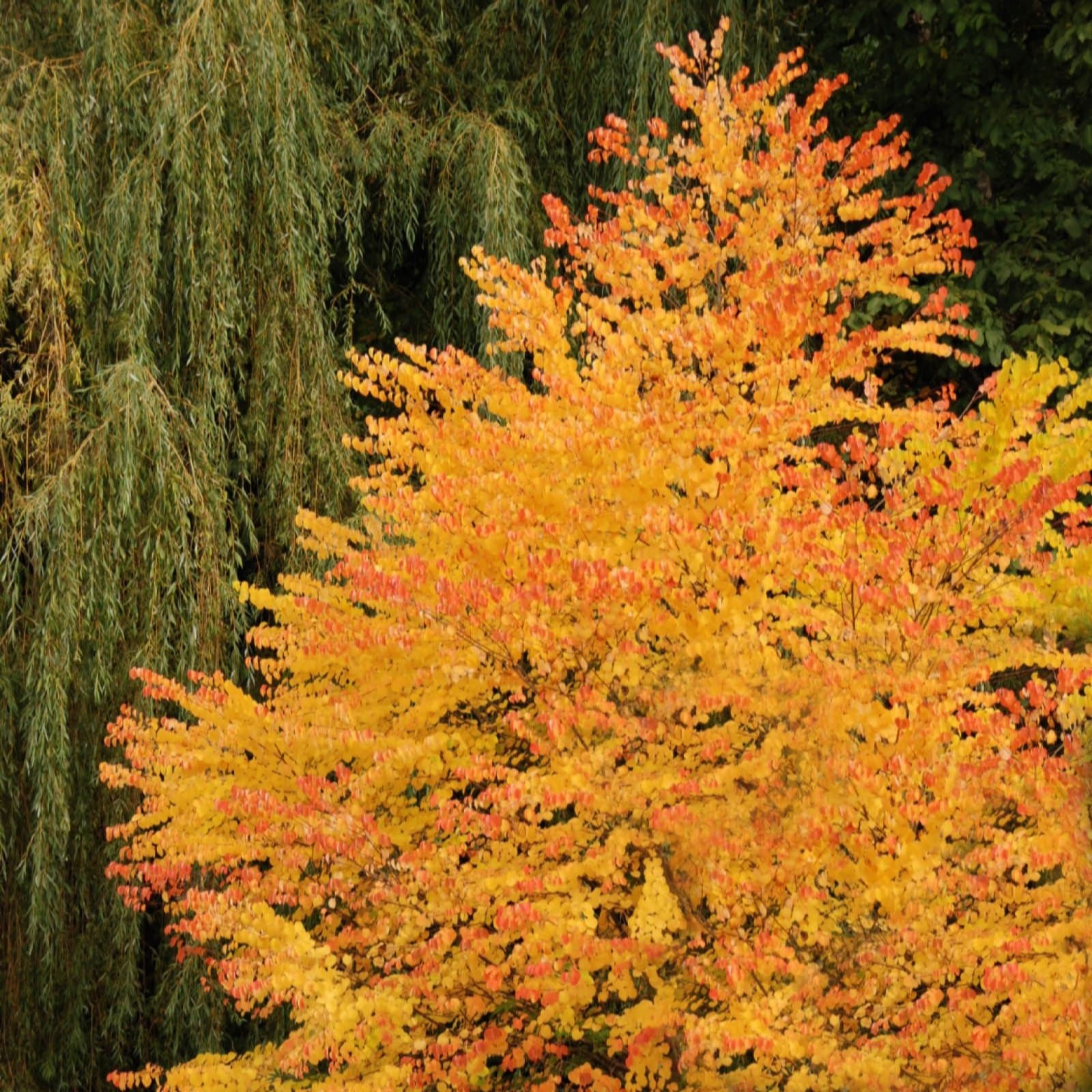 YouGarden Toffee AppleTree (Cercidiphyllum japonicum) in a 3L pot