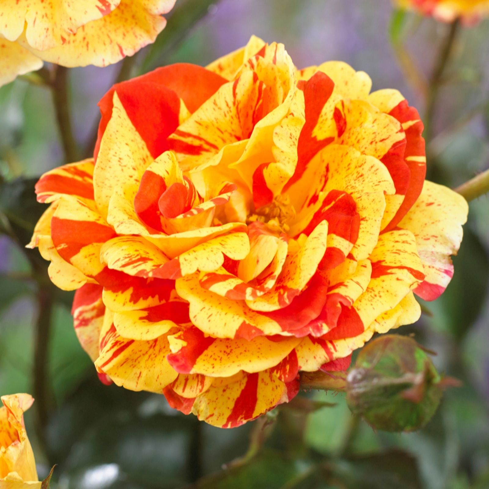 Harkness Roses Rose Oranges & Lemons Papagena in a 3-4L pot